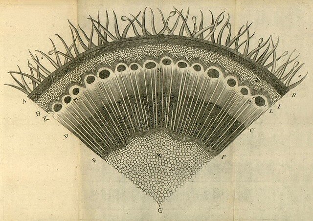 Illustrative plate from Nehemiah Grew's The Anatomy of Plants (1682)