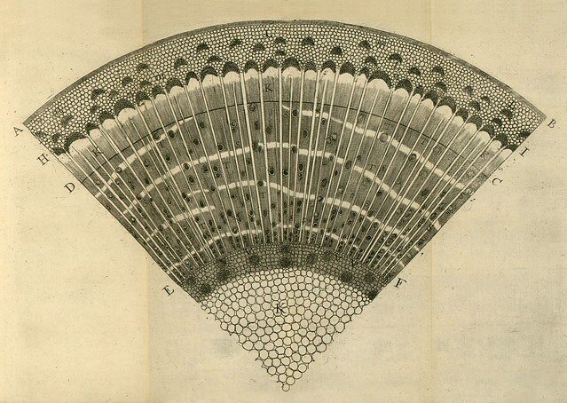 Illustrative plate from Nehemiah Grew's The Anatomy of Plants (1682)