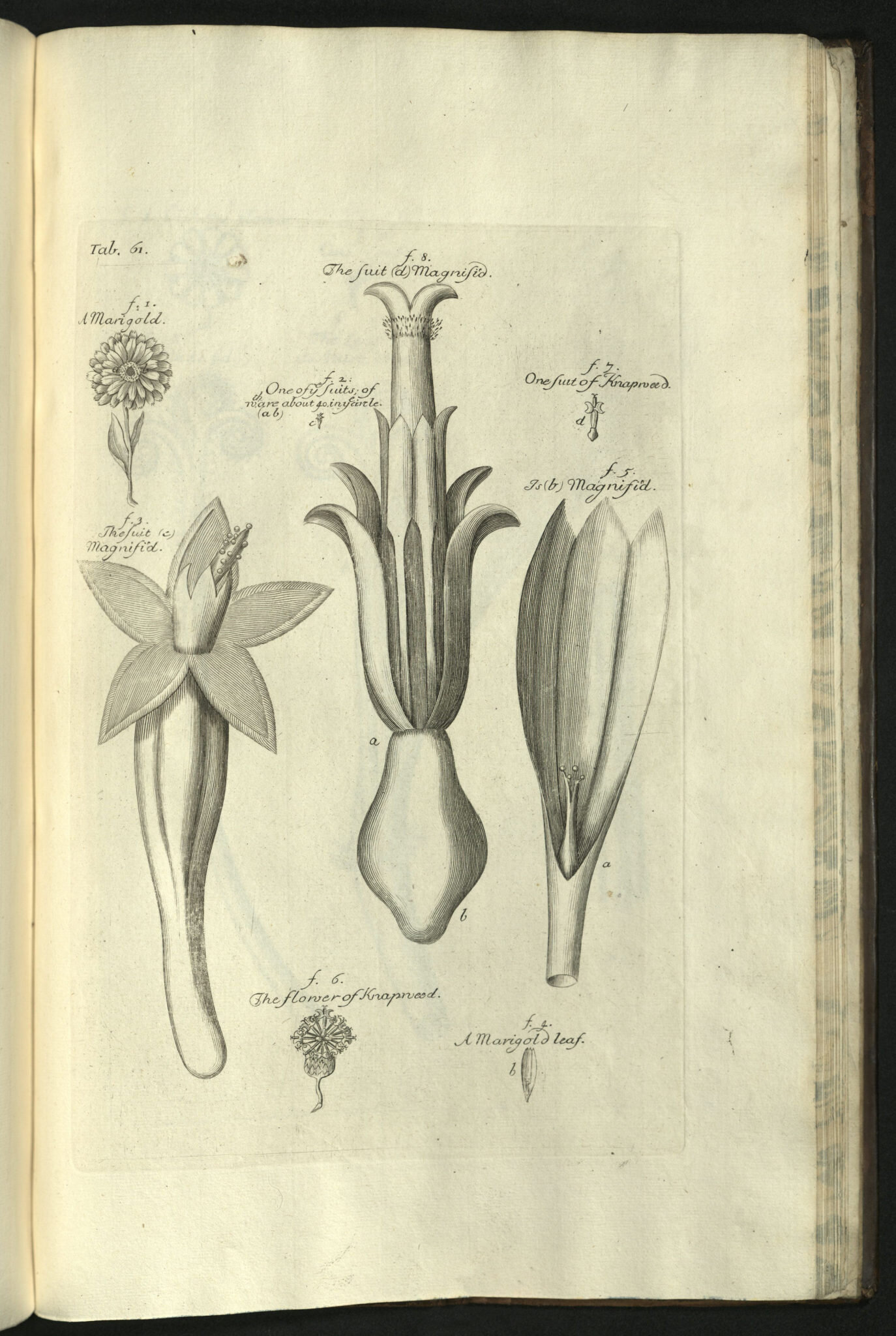 Illustrative plate from Nehemiah Grew's The Anatomy of Plants