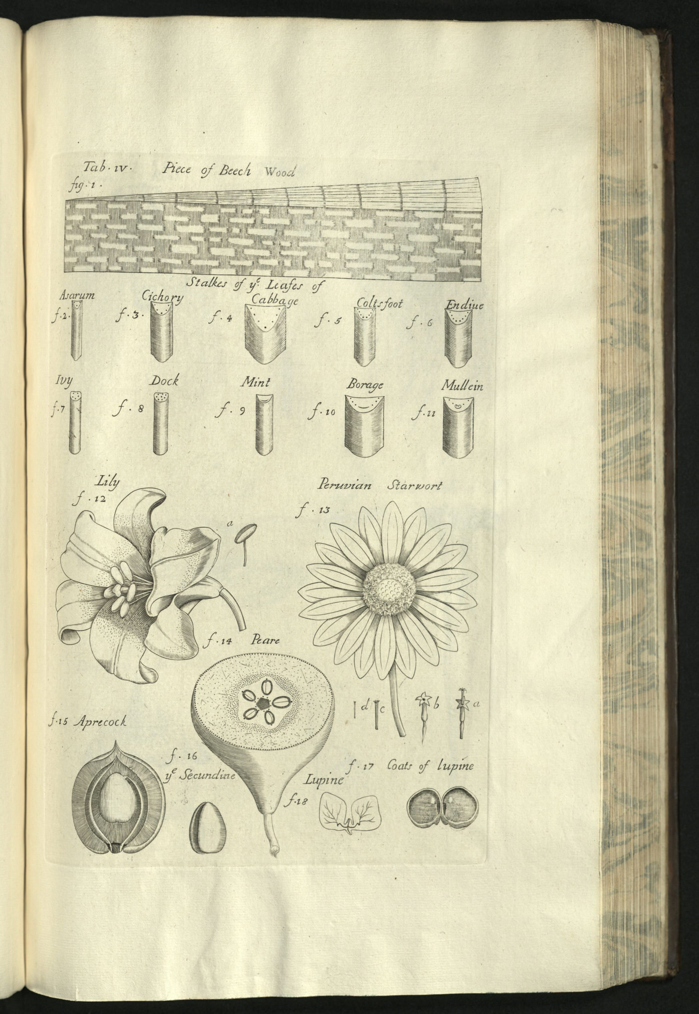 Illustrative plate from Nehemiah Grew's The Anatomy of Plants