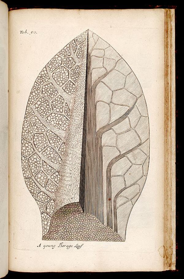 Illustrative plate from Nehemiah Grew's The Anatomy of Plants