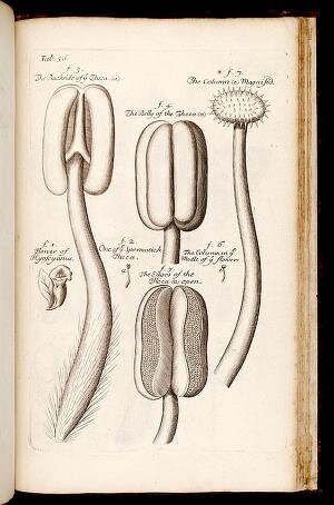 Illustrative plate from Nehemiah Grew's The Anatomy of Plants