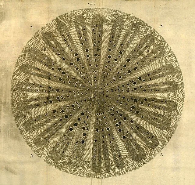 Finding Art in Nature: Nehemiah Grew and Hist Fantastic World of Botanical Illustrations 