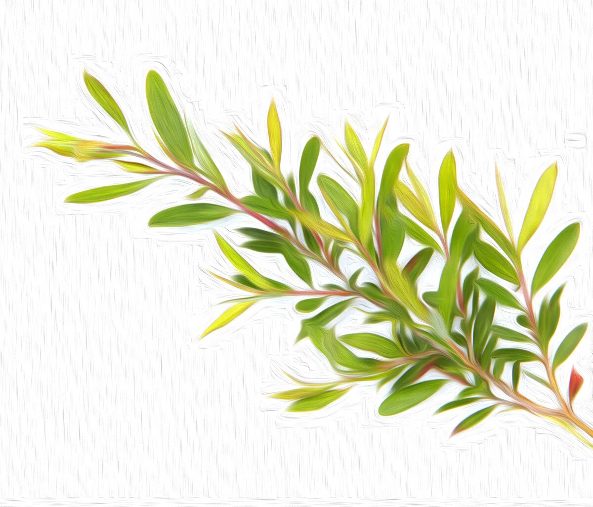 Nix Harmful Heavy Metals and Parabens with Christian Toscano’s Go-To Recipe for DIY Deodorant 