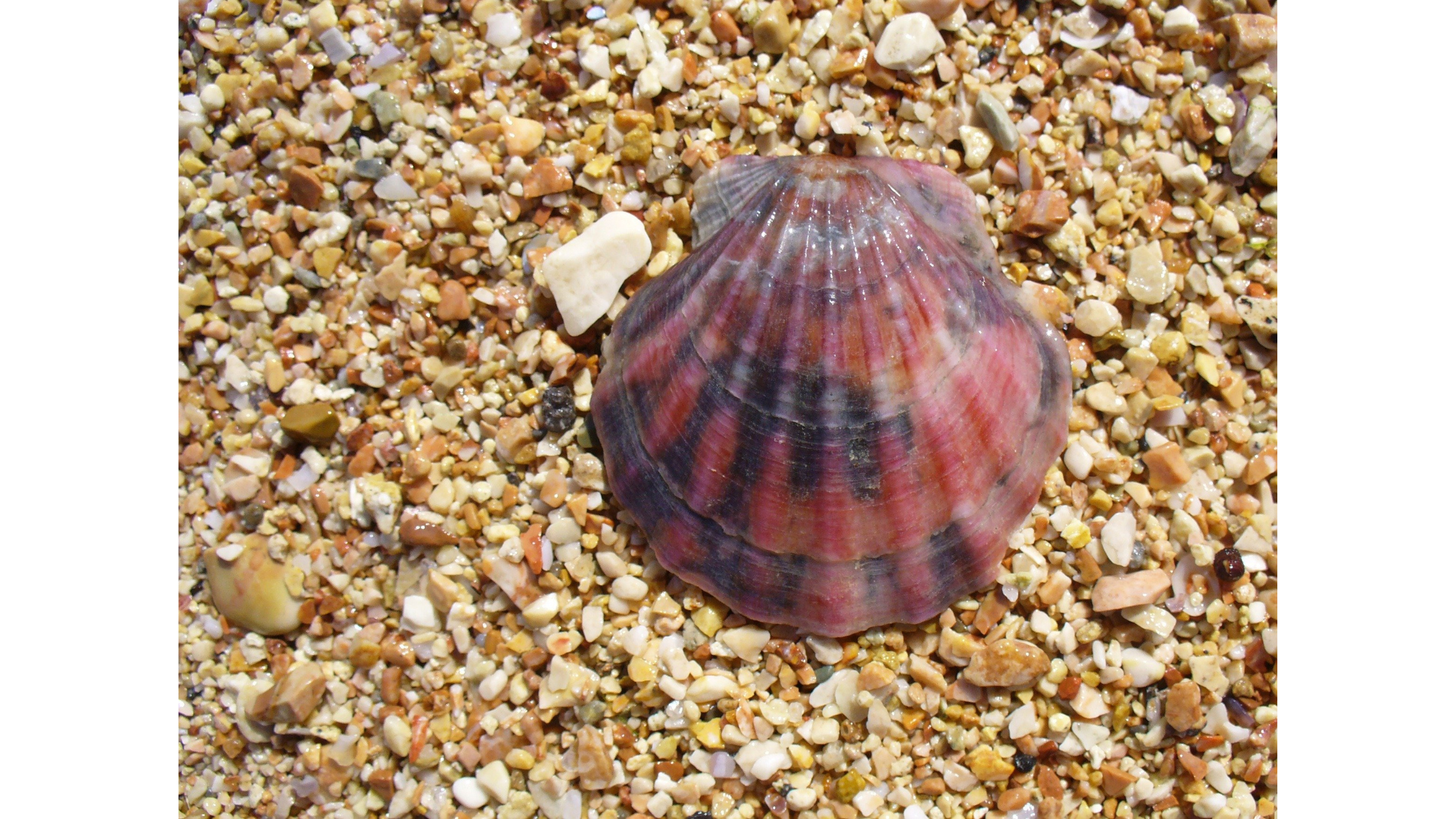 Shell-iciously Creative: 8 Fun and Eco-Friendly Ways to Repurpose Your Seashells (Including Your Roots Rose Radish Perfume Containers)