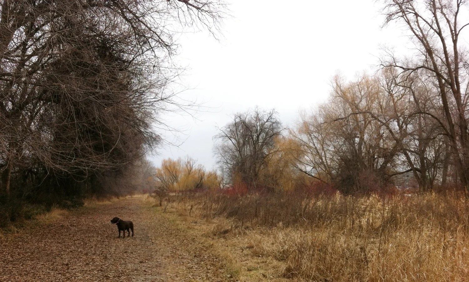 photo i took on one of my many walks with lily. this is my favourite part of the day when i get a chance to slow down to connect and closely observe nature.