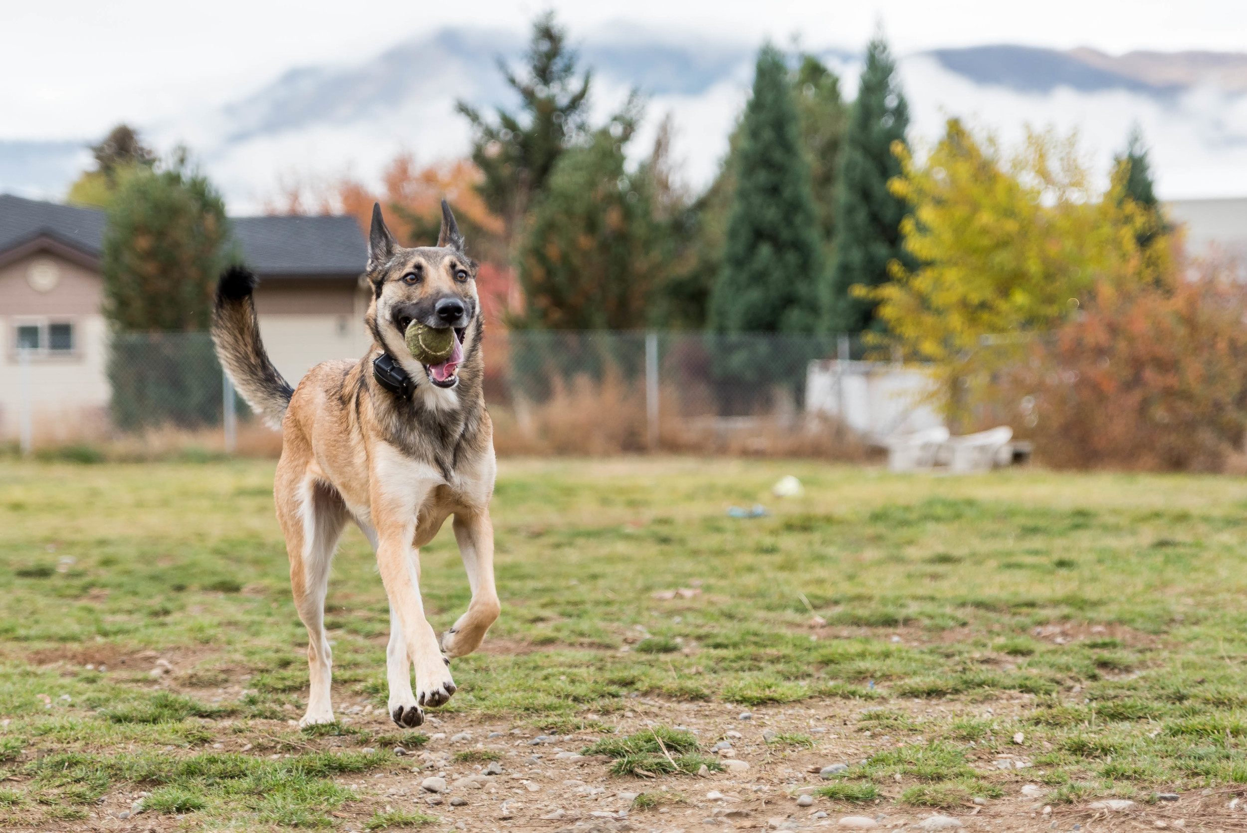 Dog Park-1249.jpg