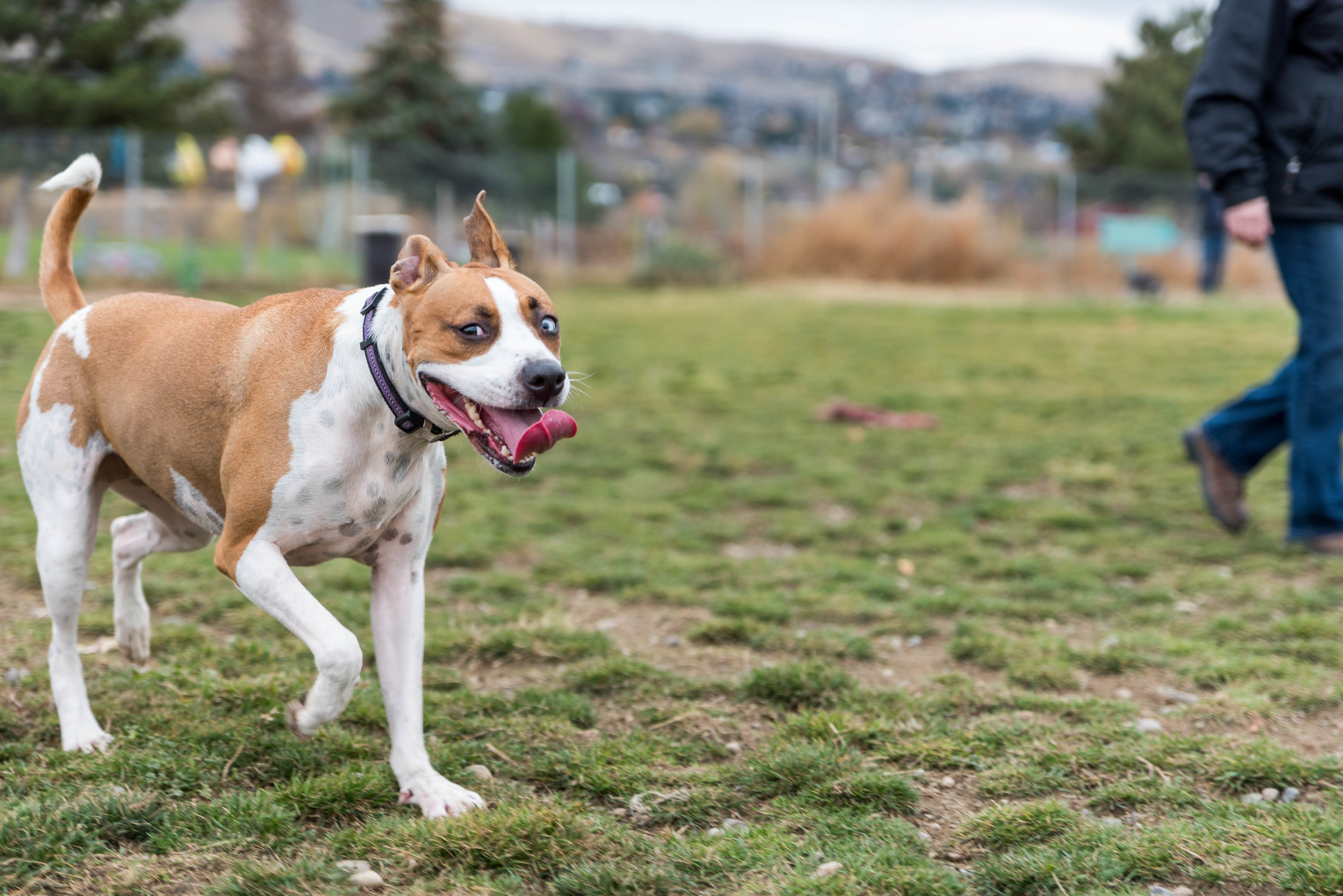 Dog Park-1368.jpg