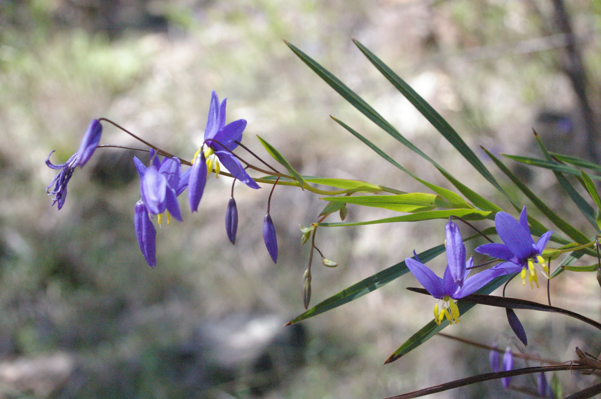 Stypandra Glauca