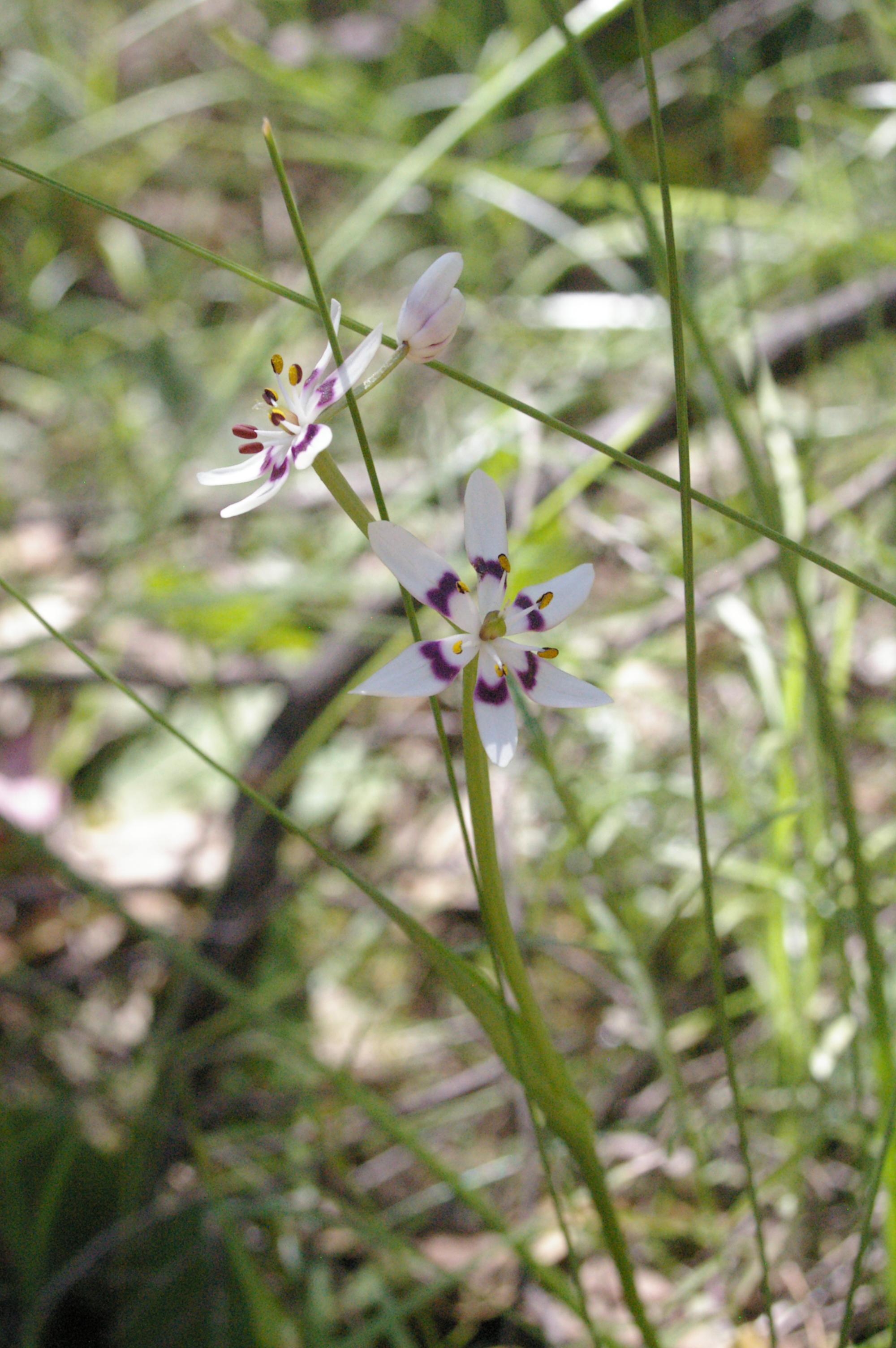 Wurmbea dioica (Early nancy)