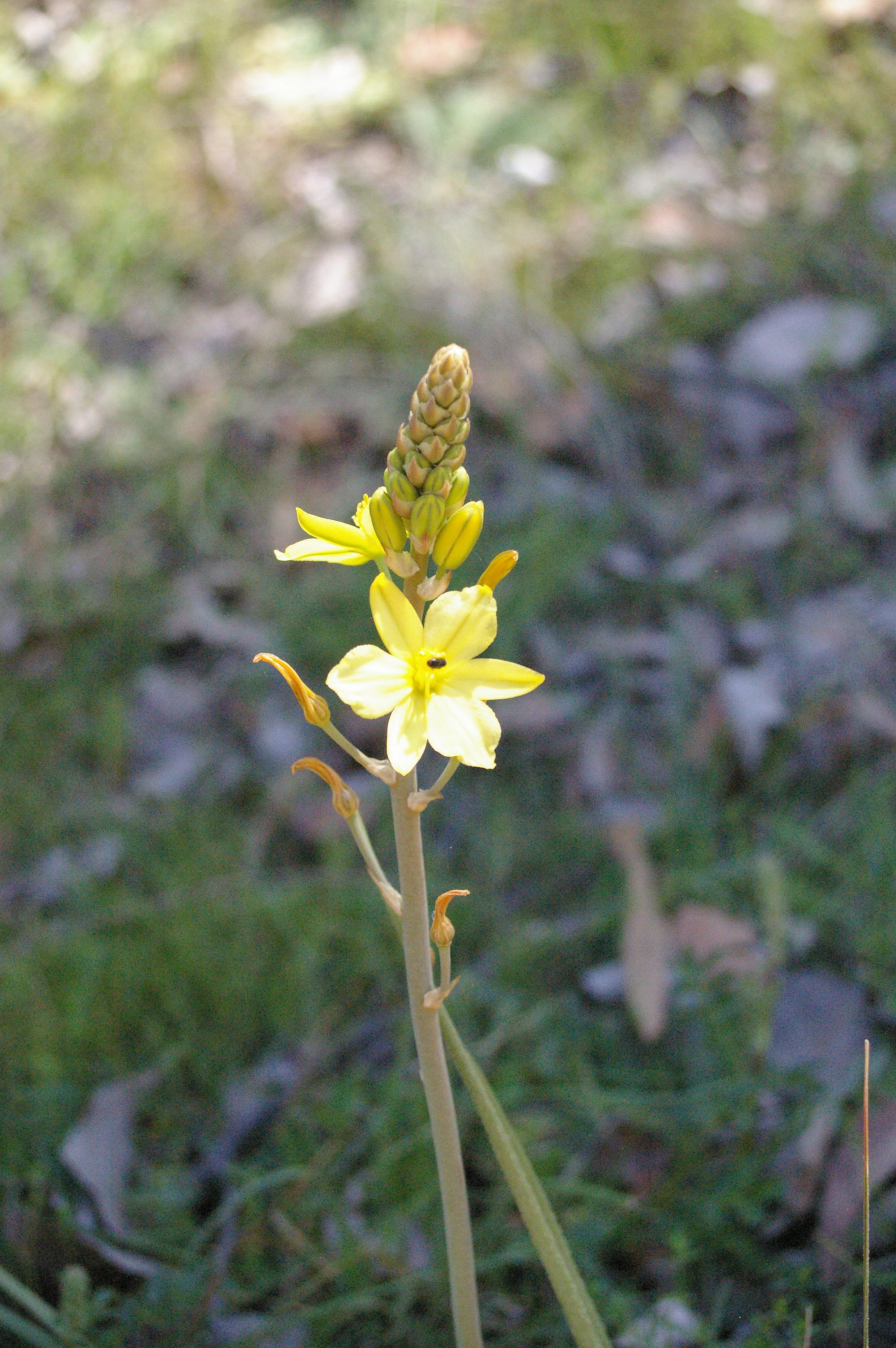 Bulbine glauca (Rock lily)