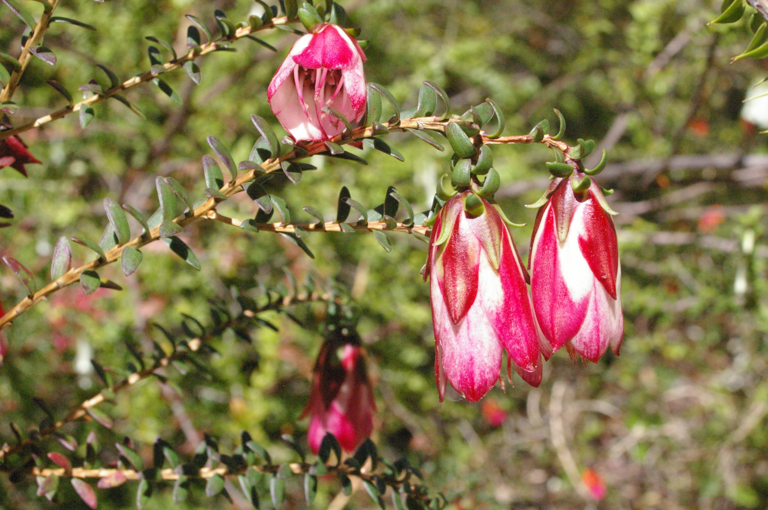 Darwinia macrostegia