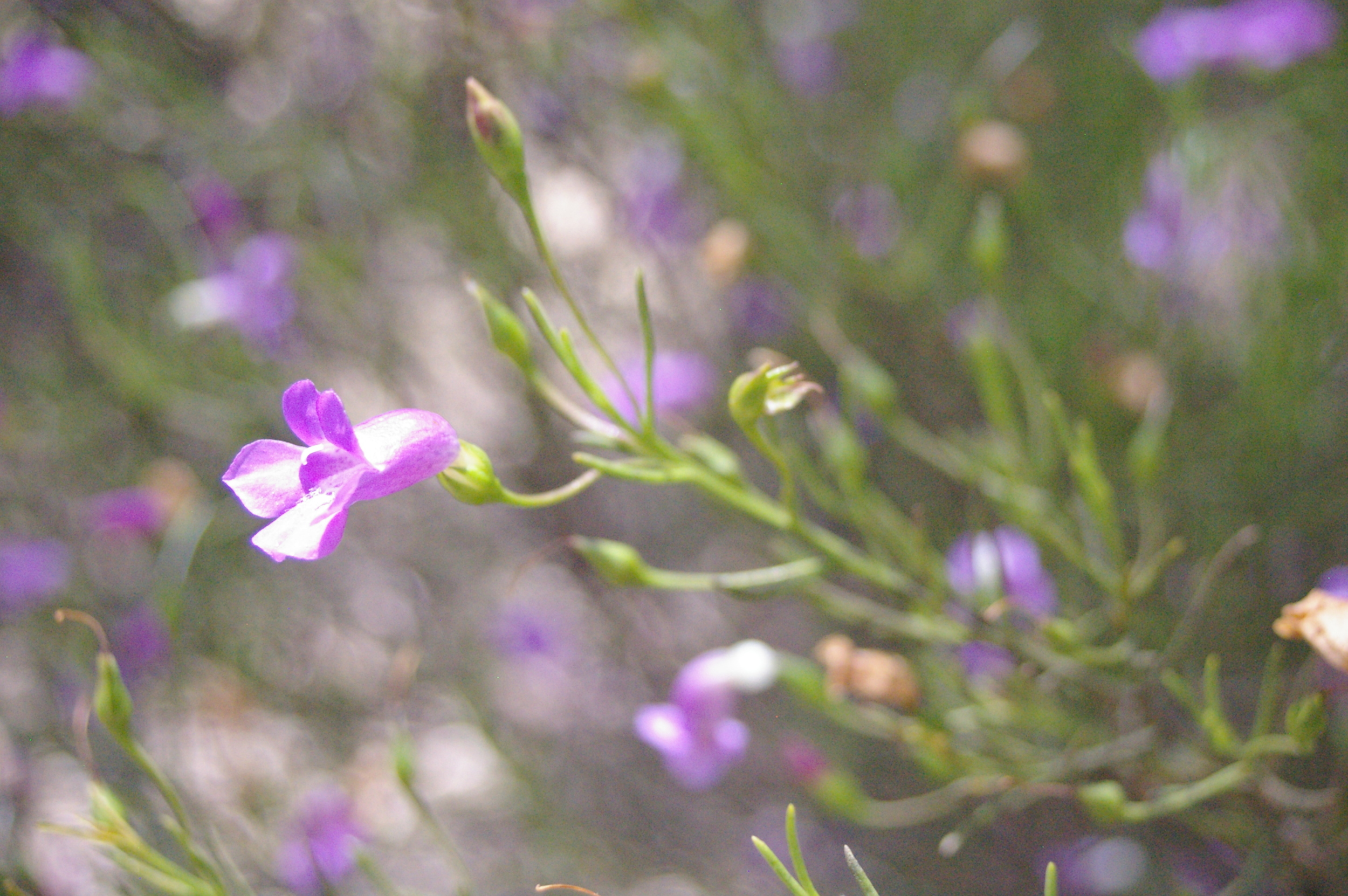 Eremophila drummondii