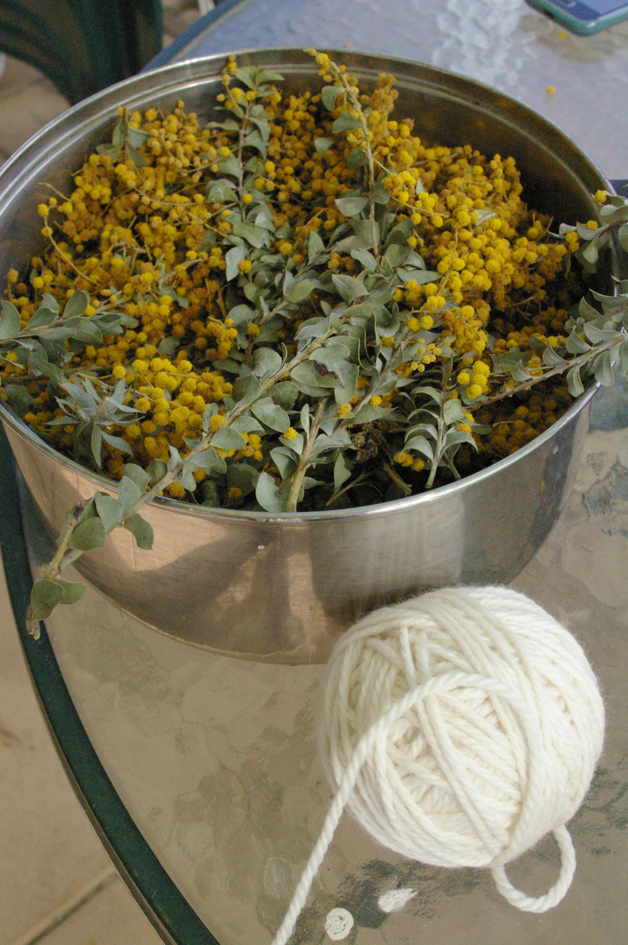 Wattle and white wool