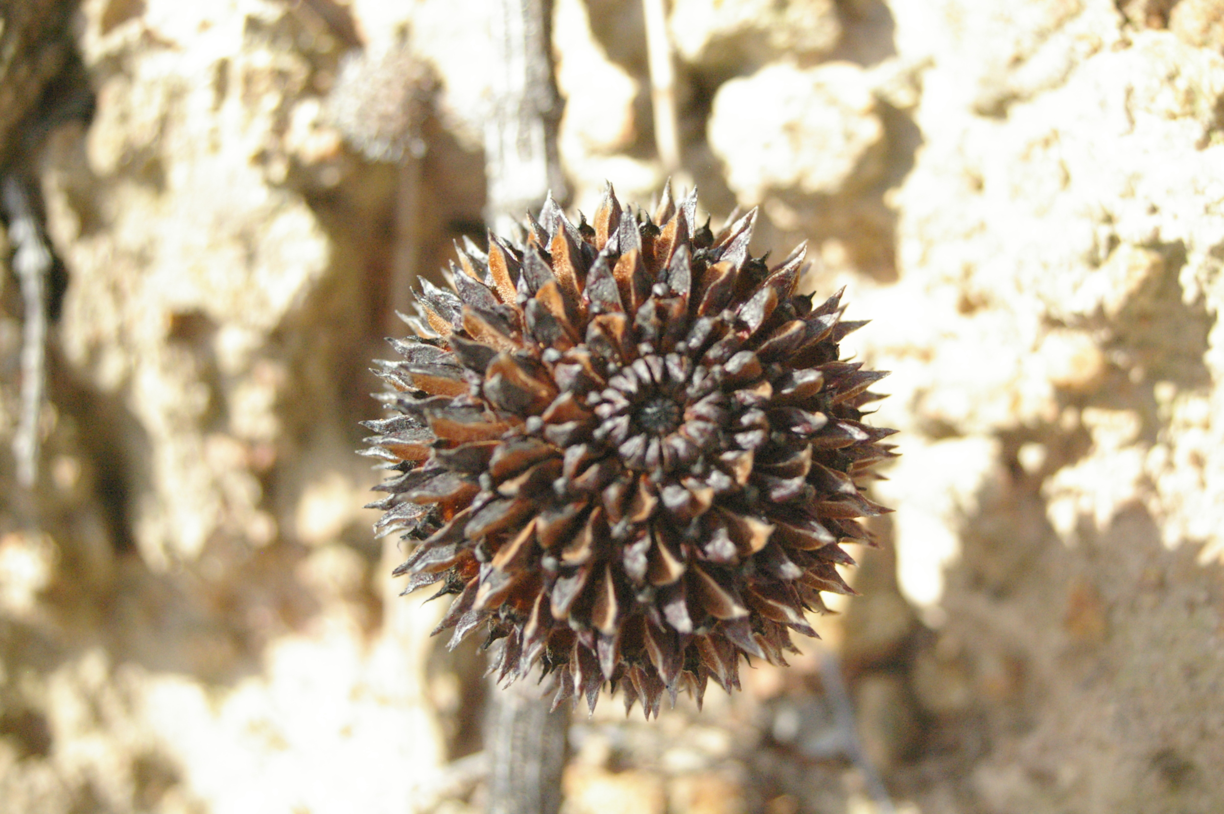  Allocasuarine verticillata, Drooping She-Oak- close up of the seed pod. 