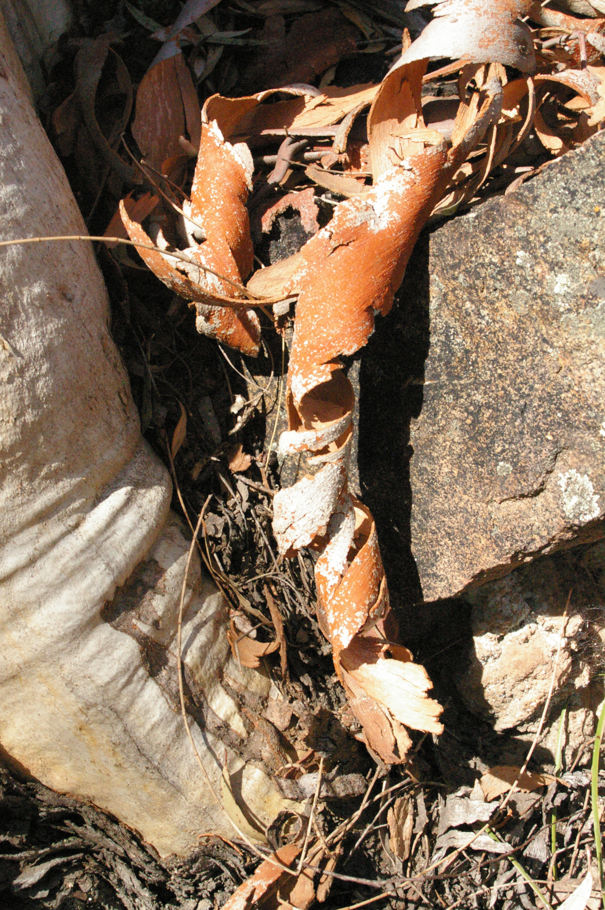 A ringlet of peeled bark. 