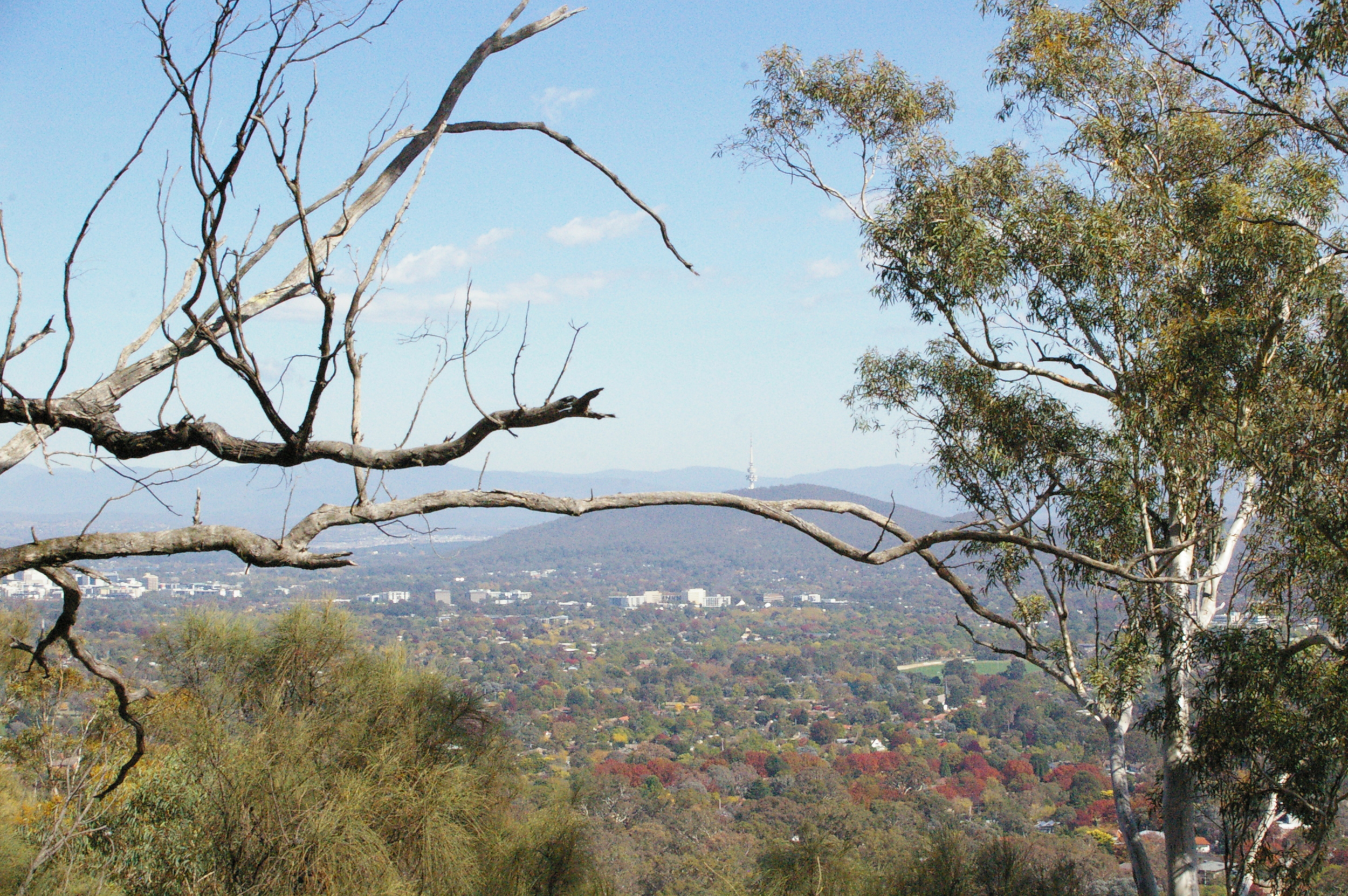  Canberra city through the trees, Black Mountain and Telstra Tower visible. Autumn colours just starting to come through. 