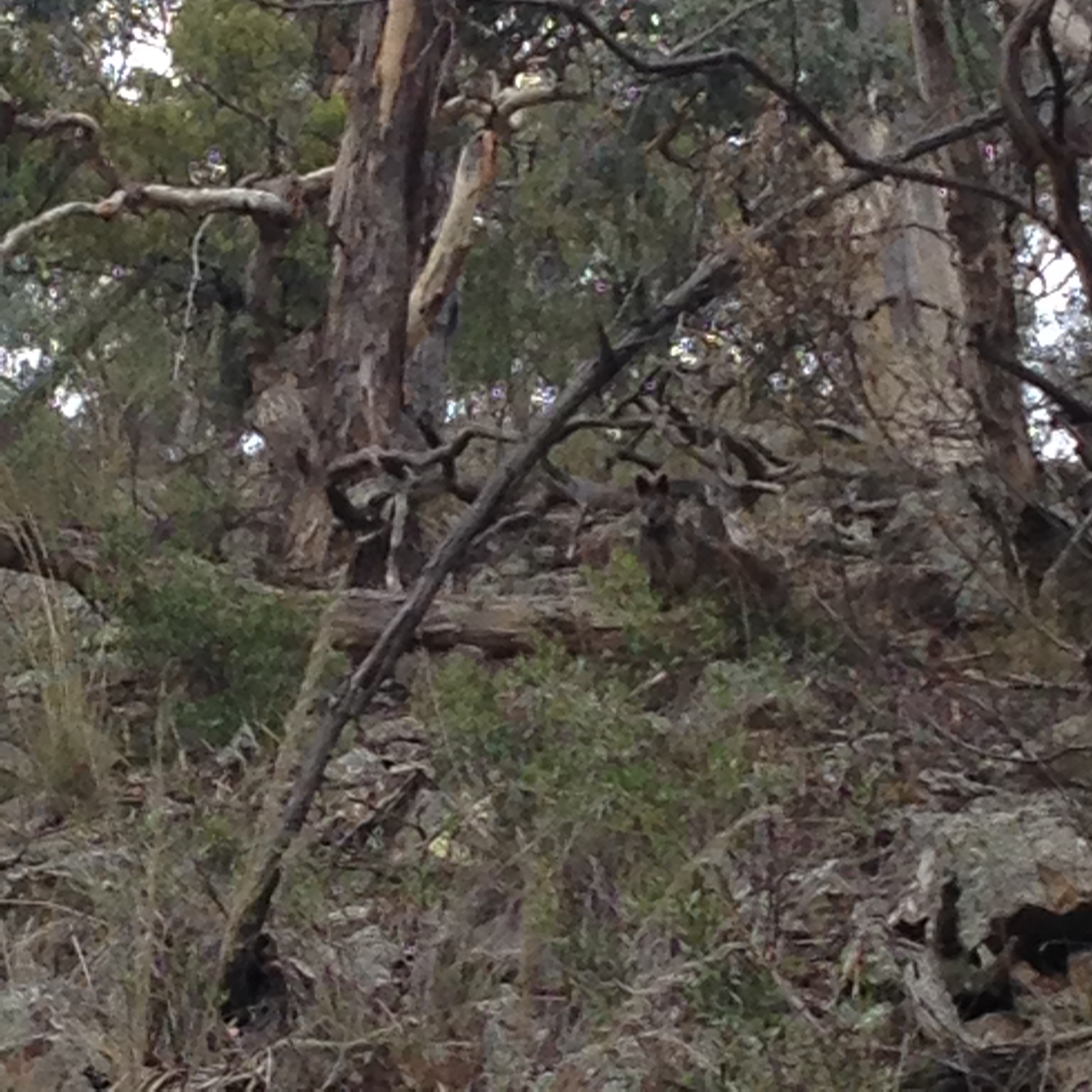  Spot the wallaby. 