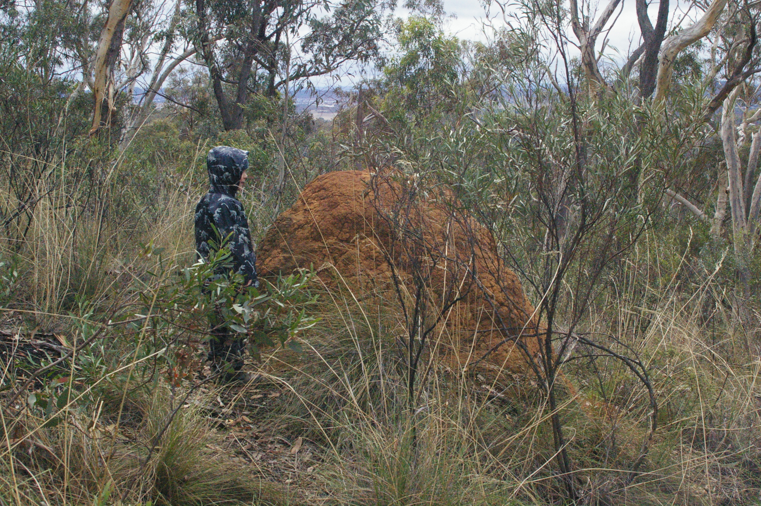  There are tonnes of huge termite mounds. 