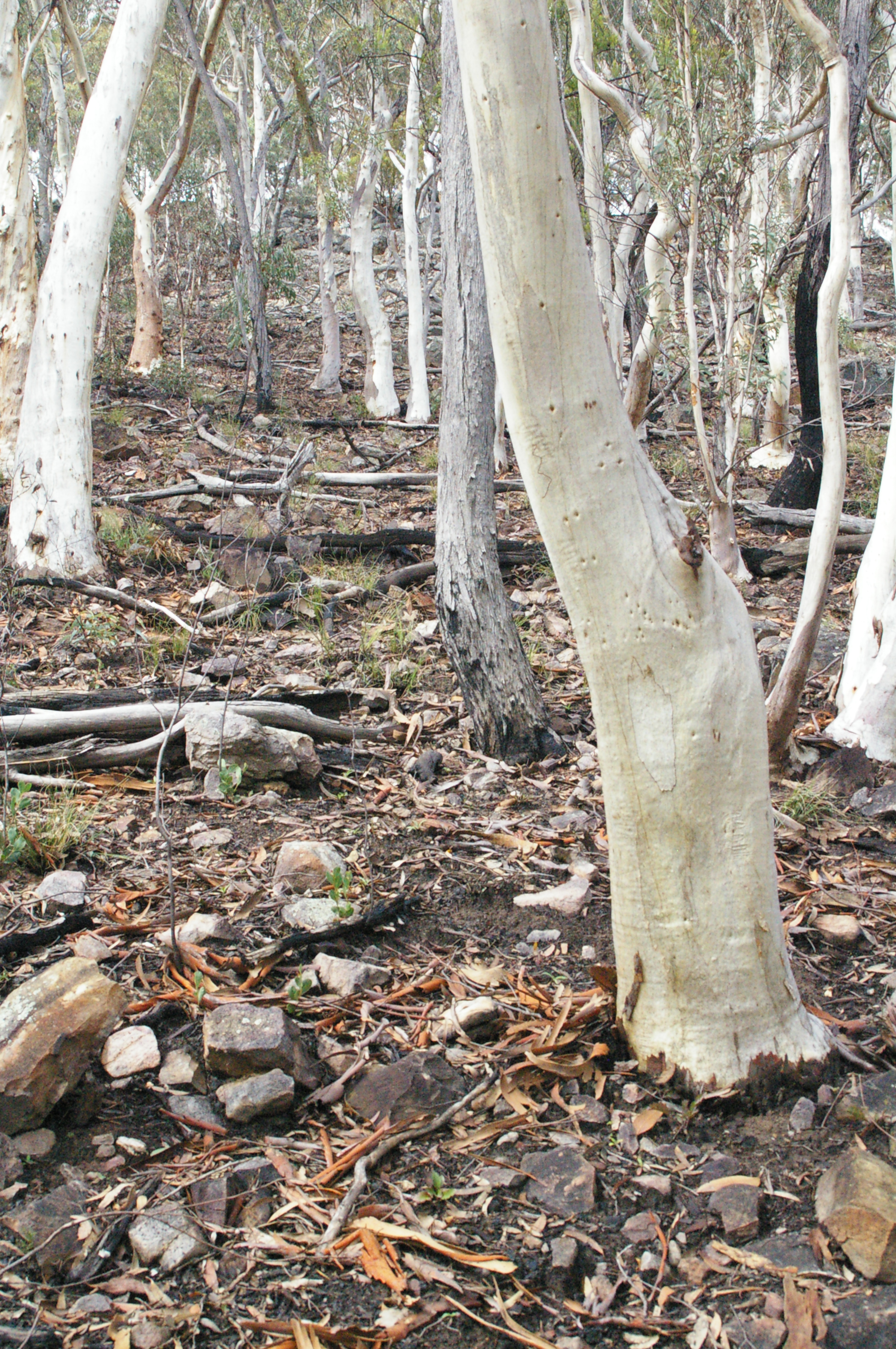  There has been recent hazzard reduction burns over Black mountain so from the ashes, heaps of little seedlings were starting to appear. 