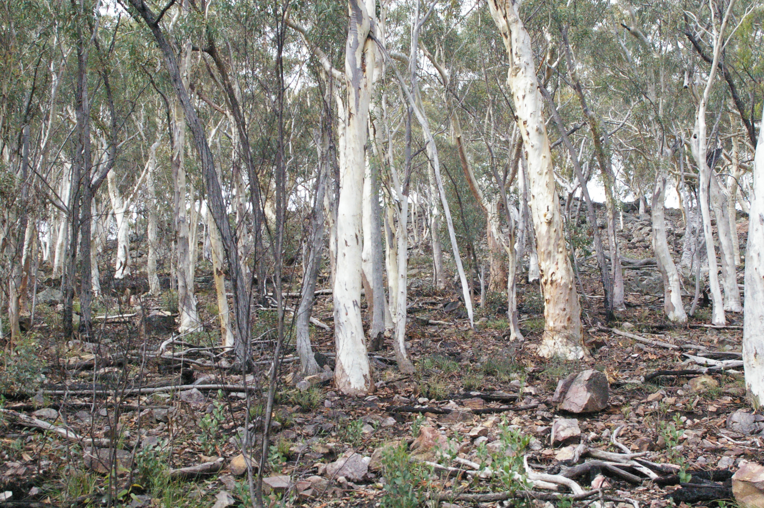  There has been recent hazzard reduction burns over Black mountain so from the ashes, heaps of little seedlings were starting to appear. 