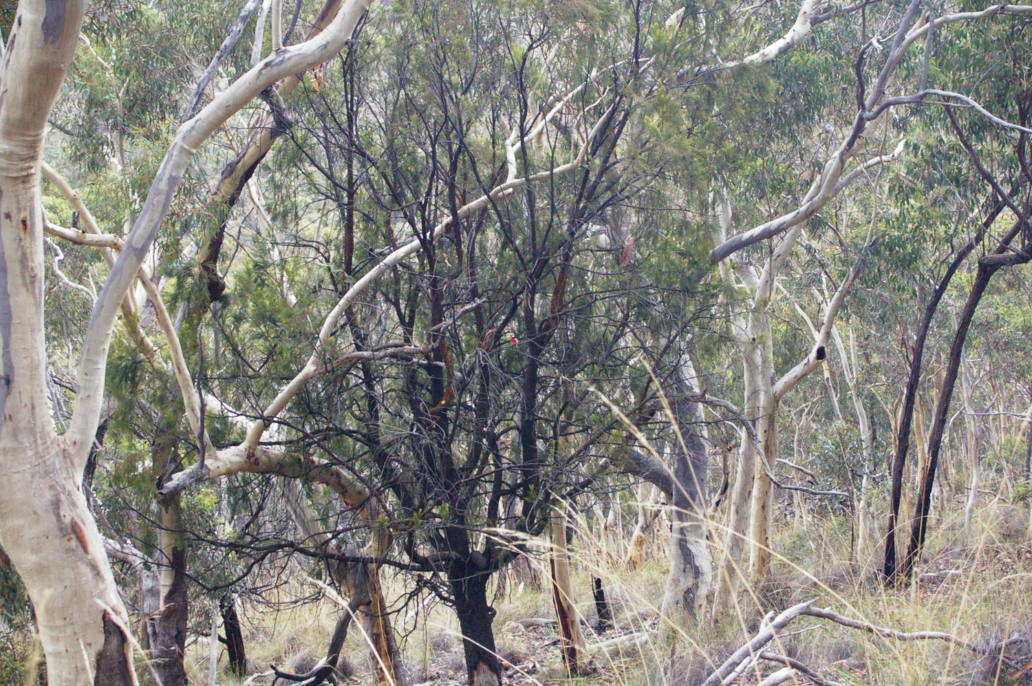  Spot the red breasted robin. (wishing I'd brought my big camera lense!) 