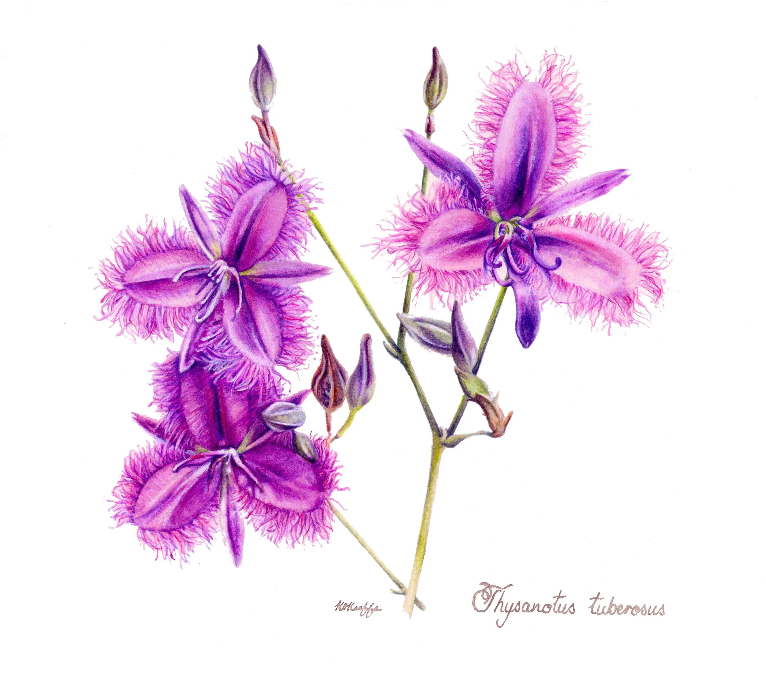 The creation of new work for the Friends of the Botanic gardens 9th annual exhibition.