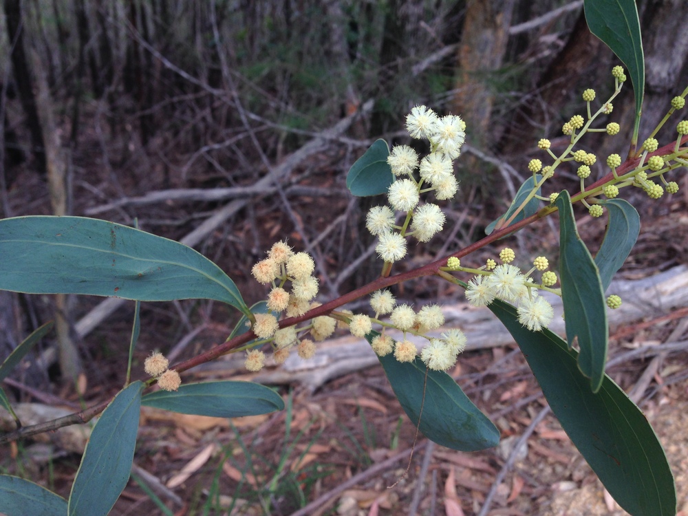 Wattle flowers.