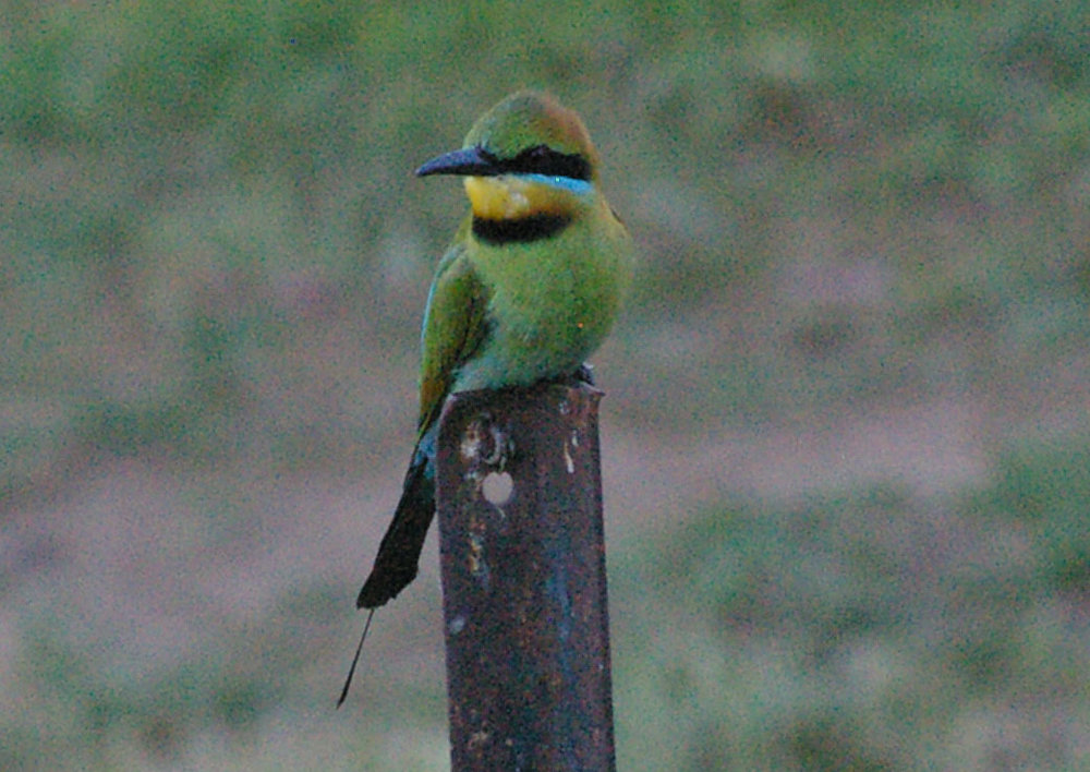 bee eater crop.jpg