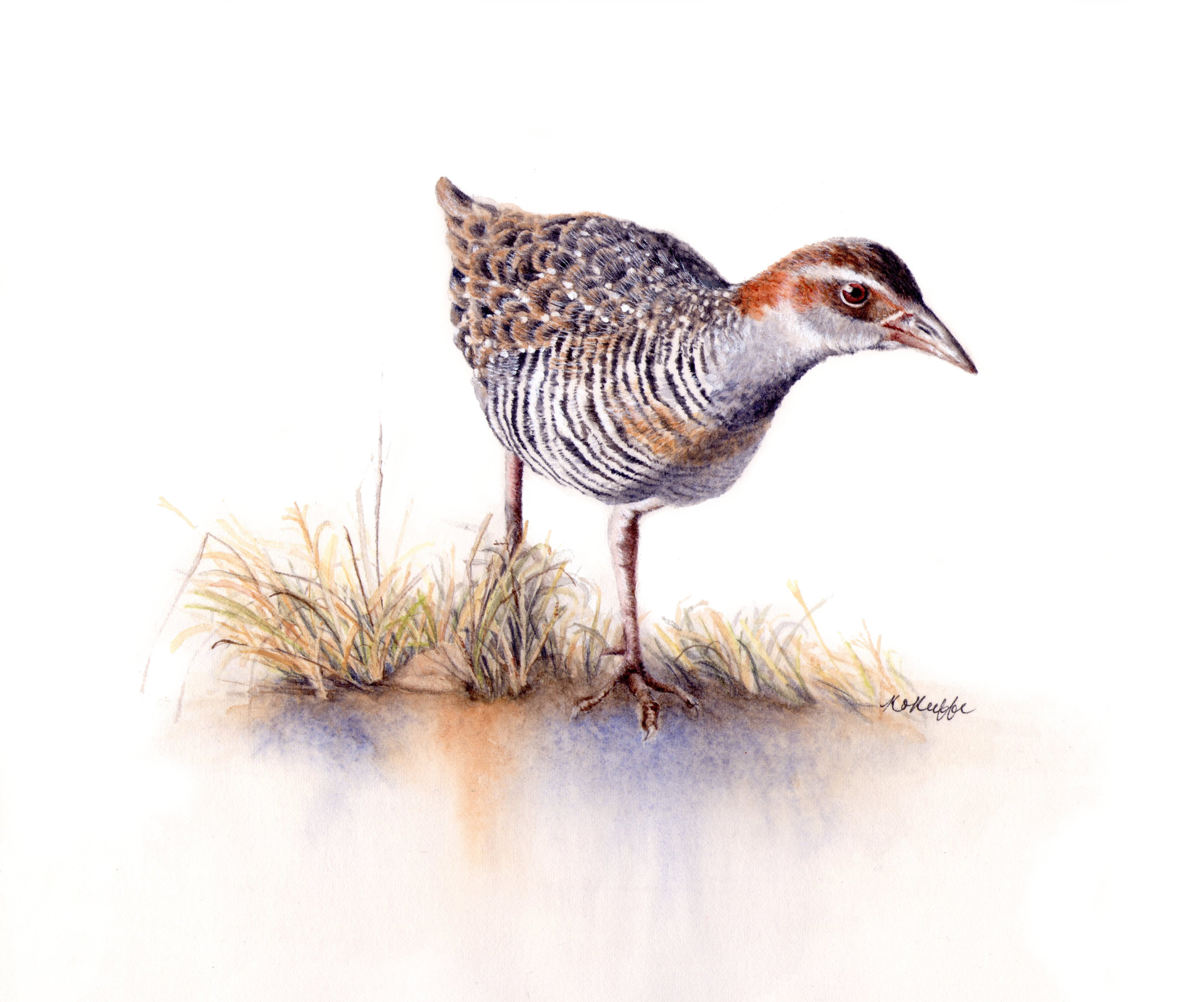 Buff Banded Rail (SOLD)