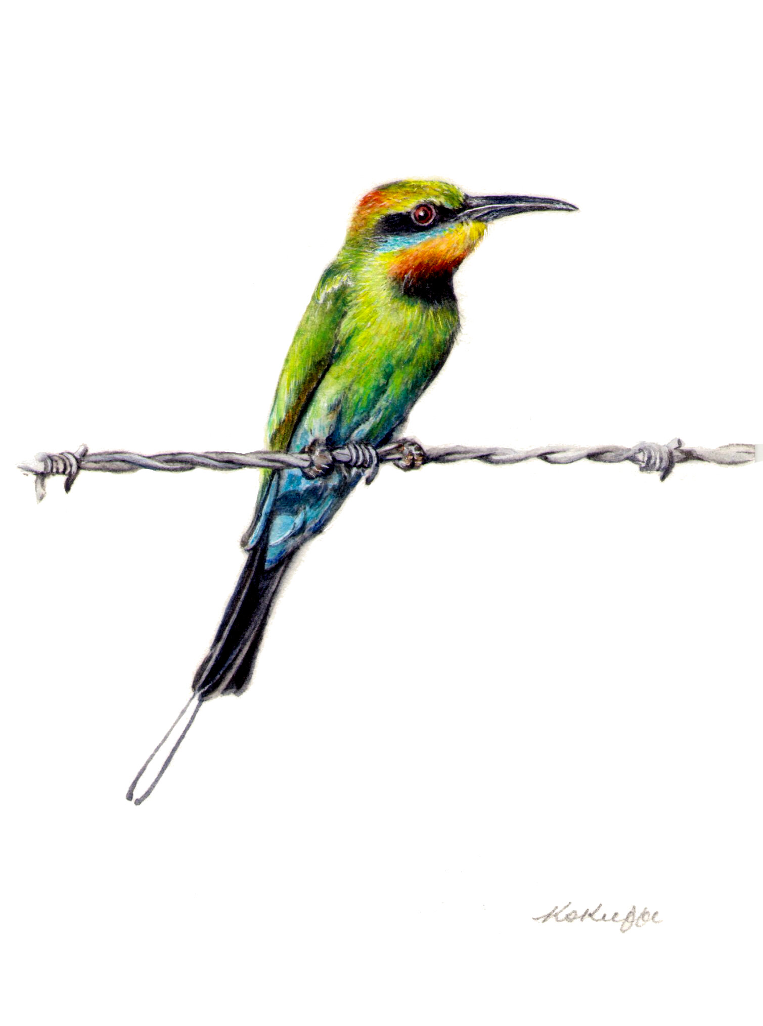 Rainbow Bee Eater