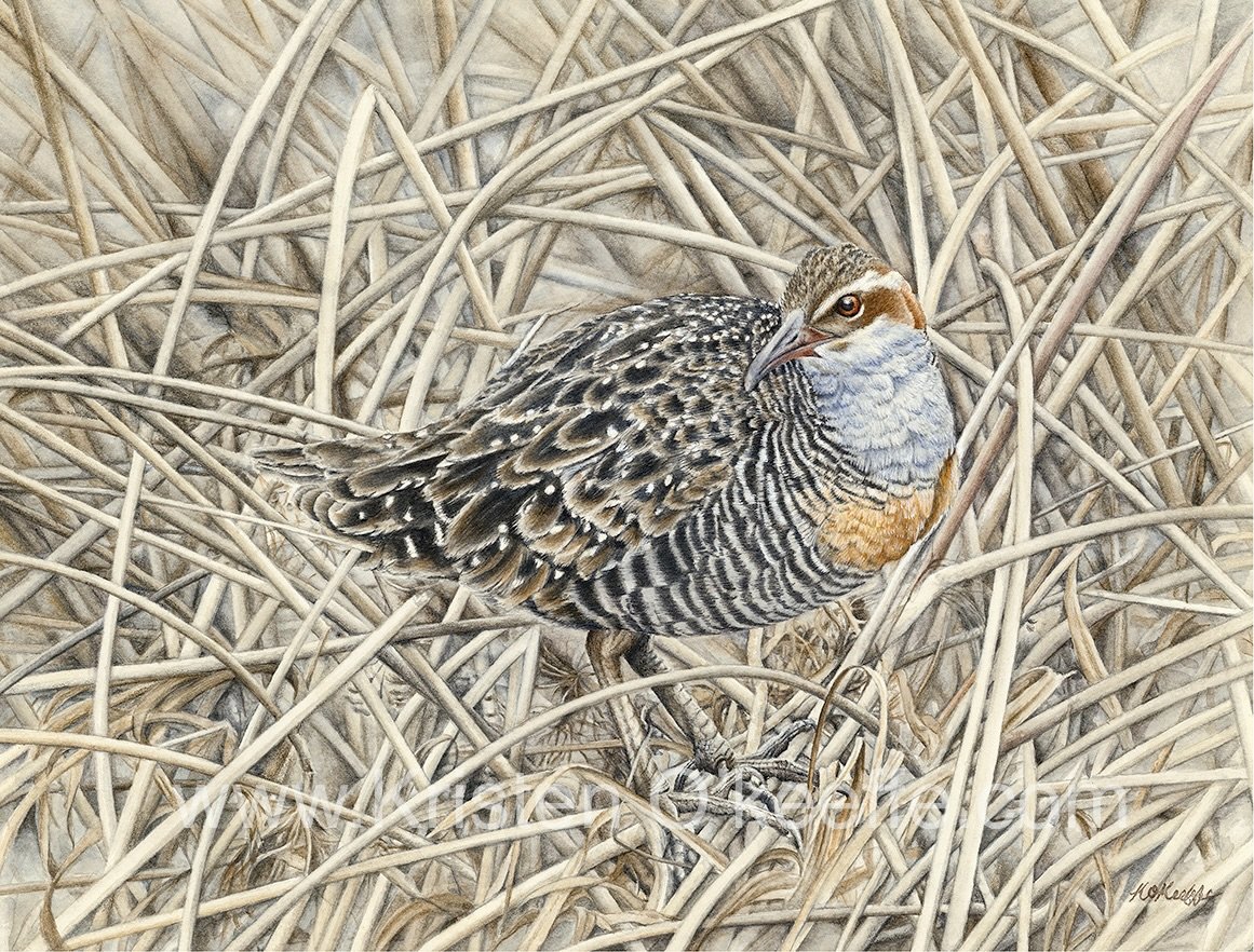 Gallirallus philippensis, Buff Banded Rail