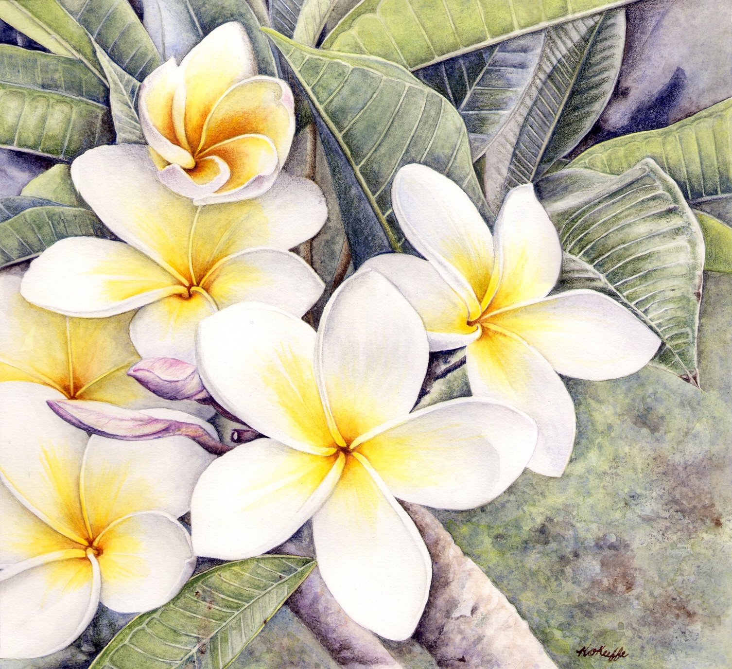 Frangipani