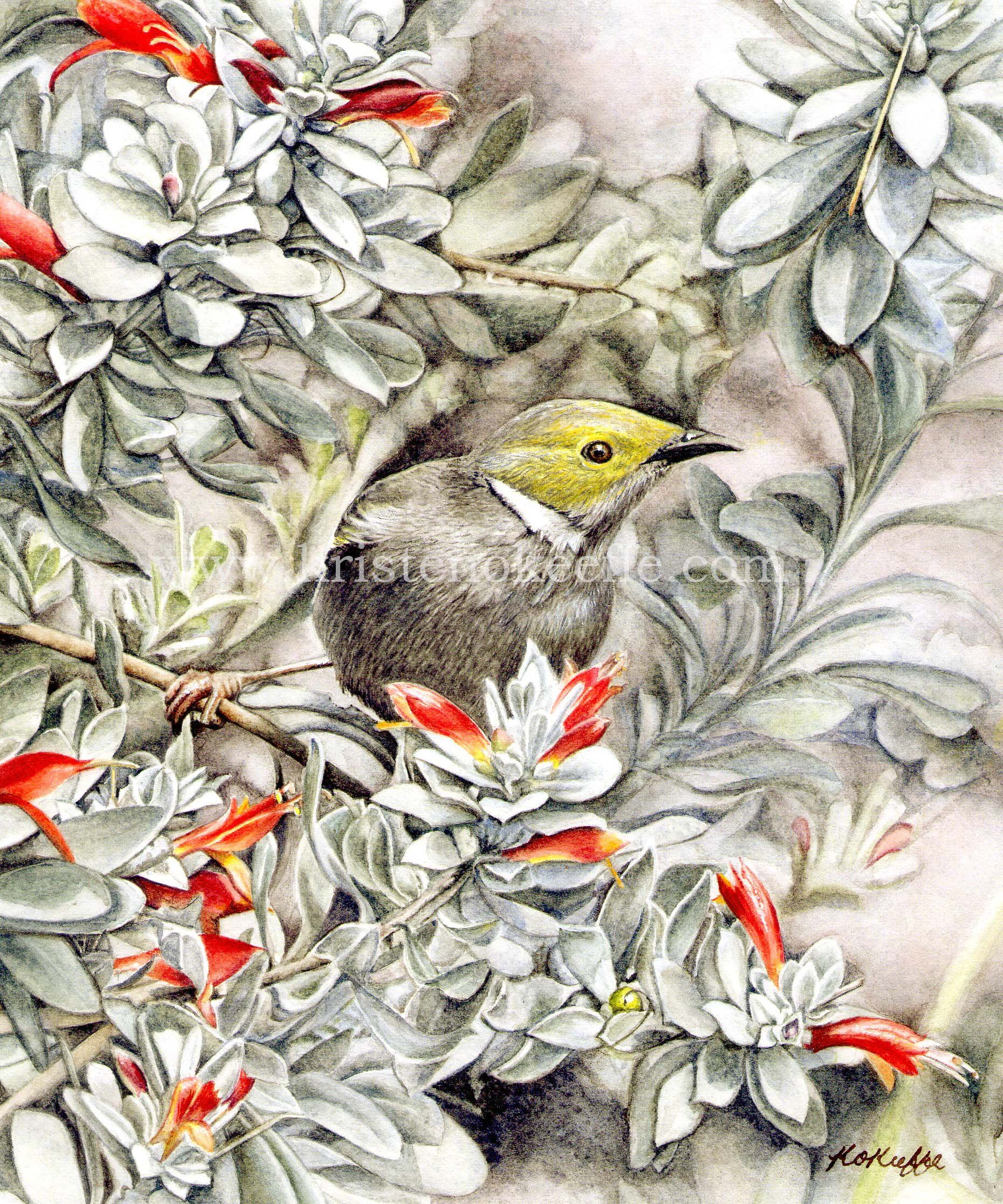 White Plumed Honeyeater on The Eremophila glabra
