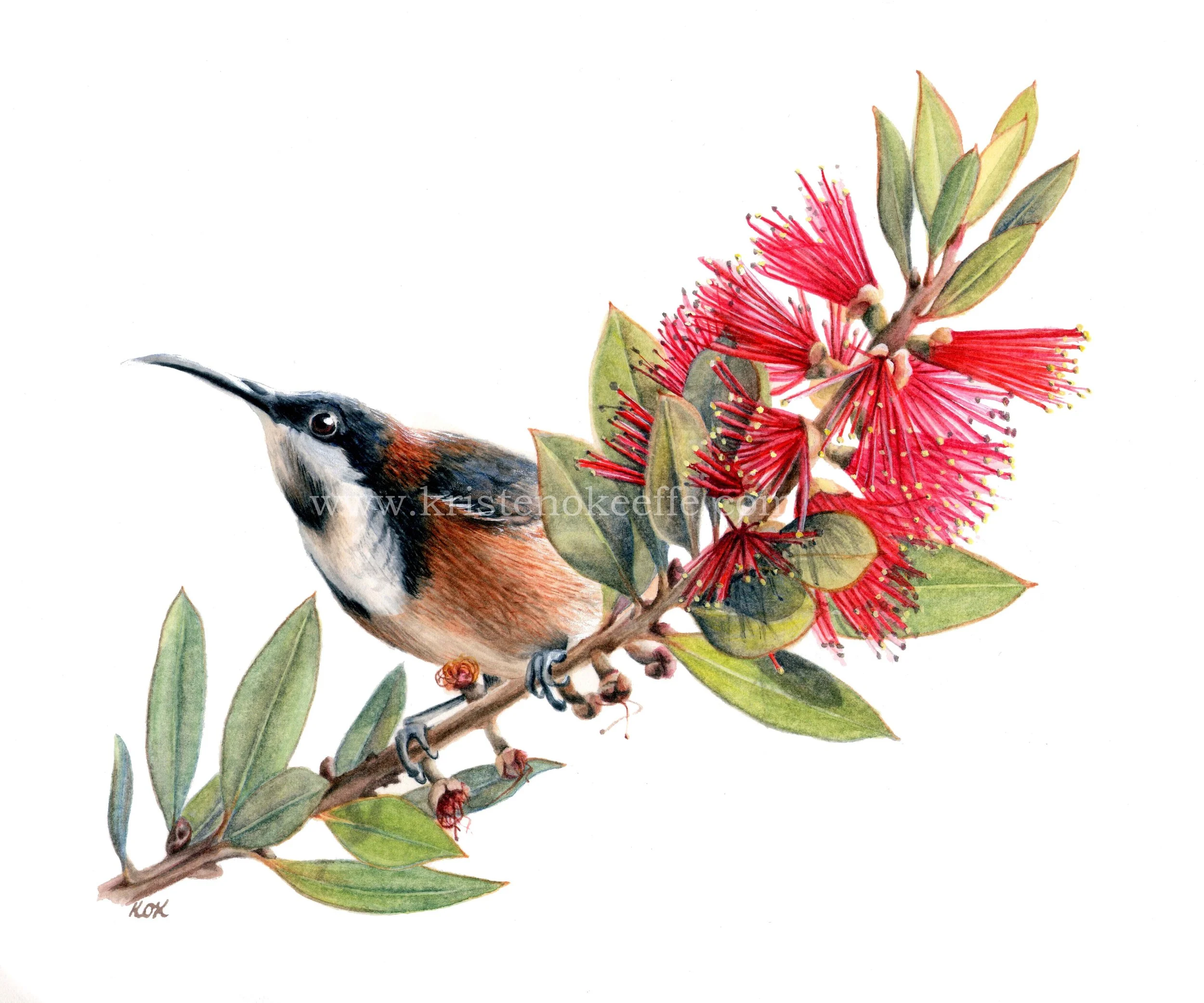 Eastern Spinebill on Callistemon (SOLD)