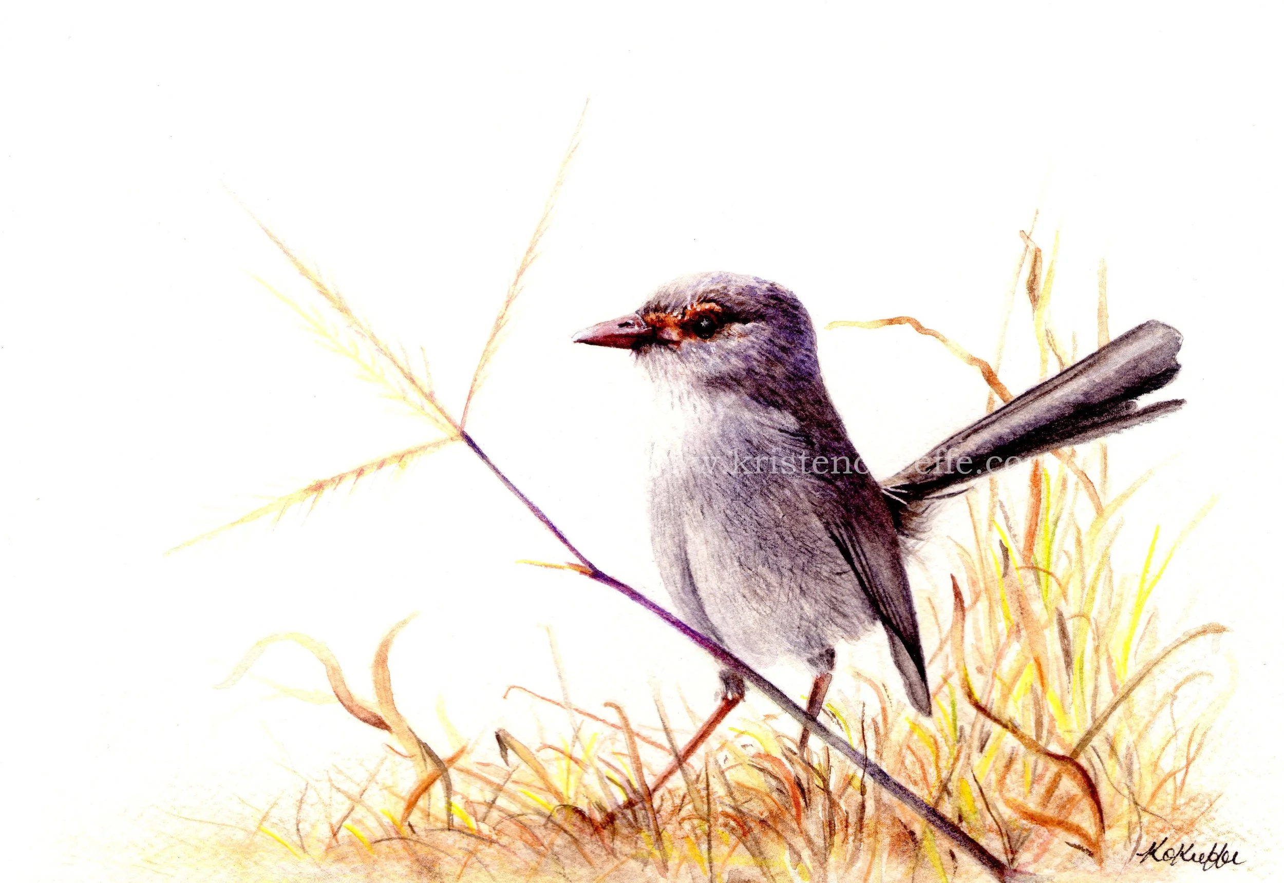 Superb Fairy-wren, female