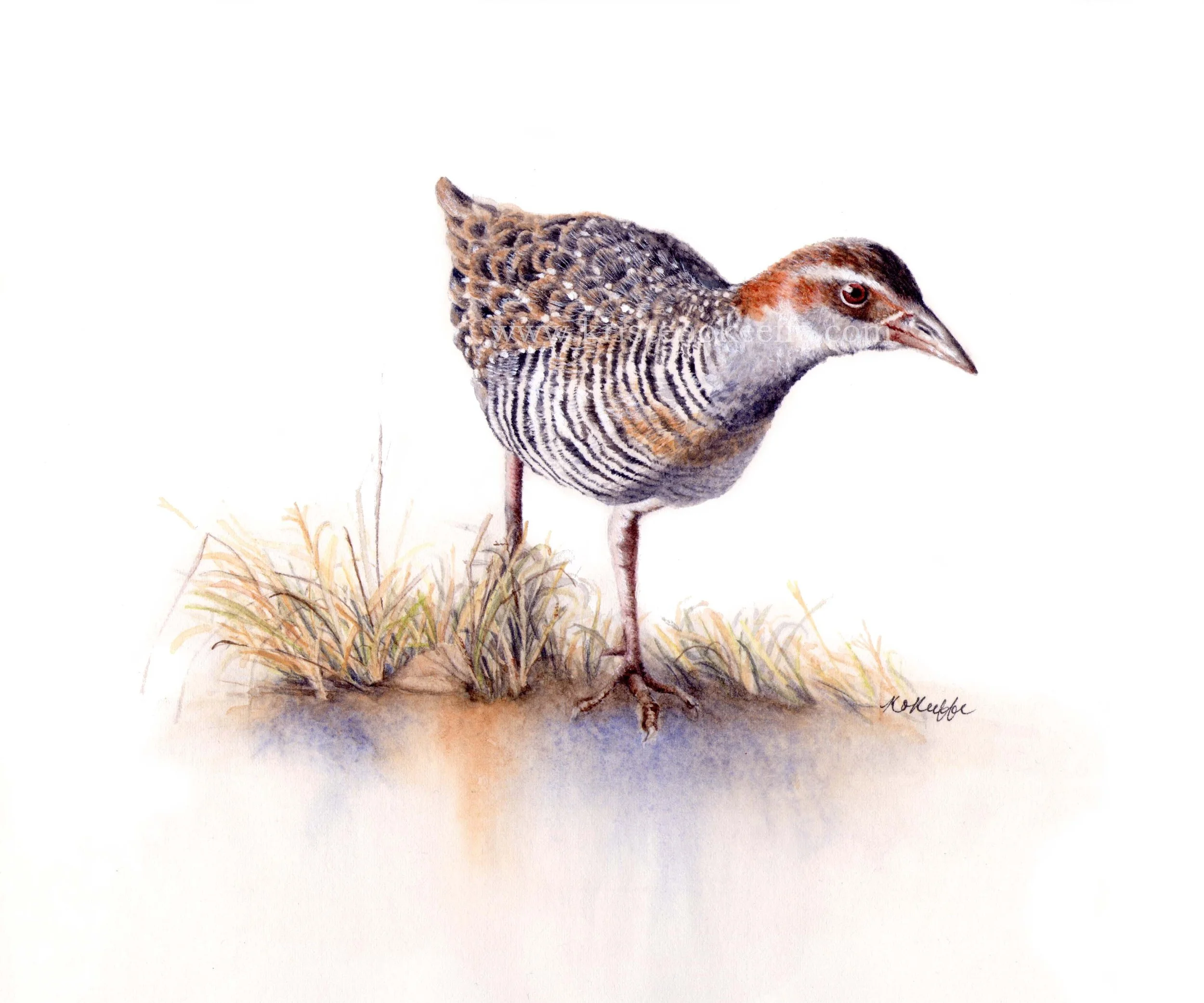 Buff Banded Rail (SOLD)