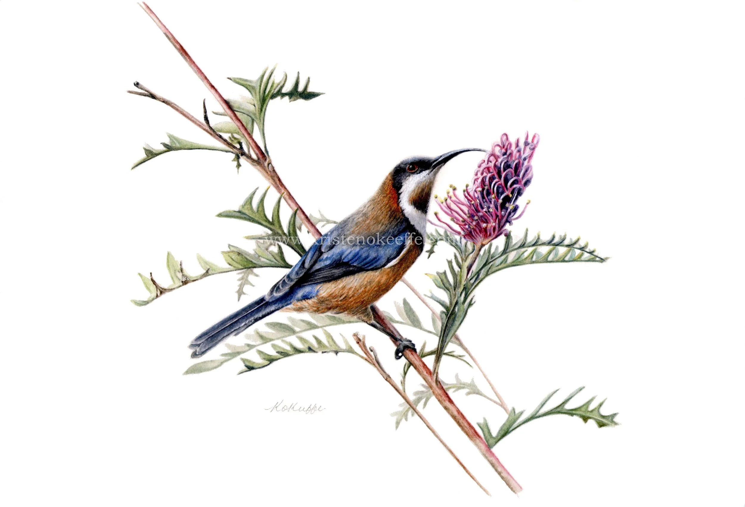 Eastern Spinebill