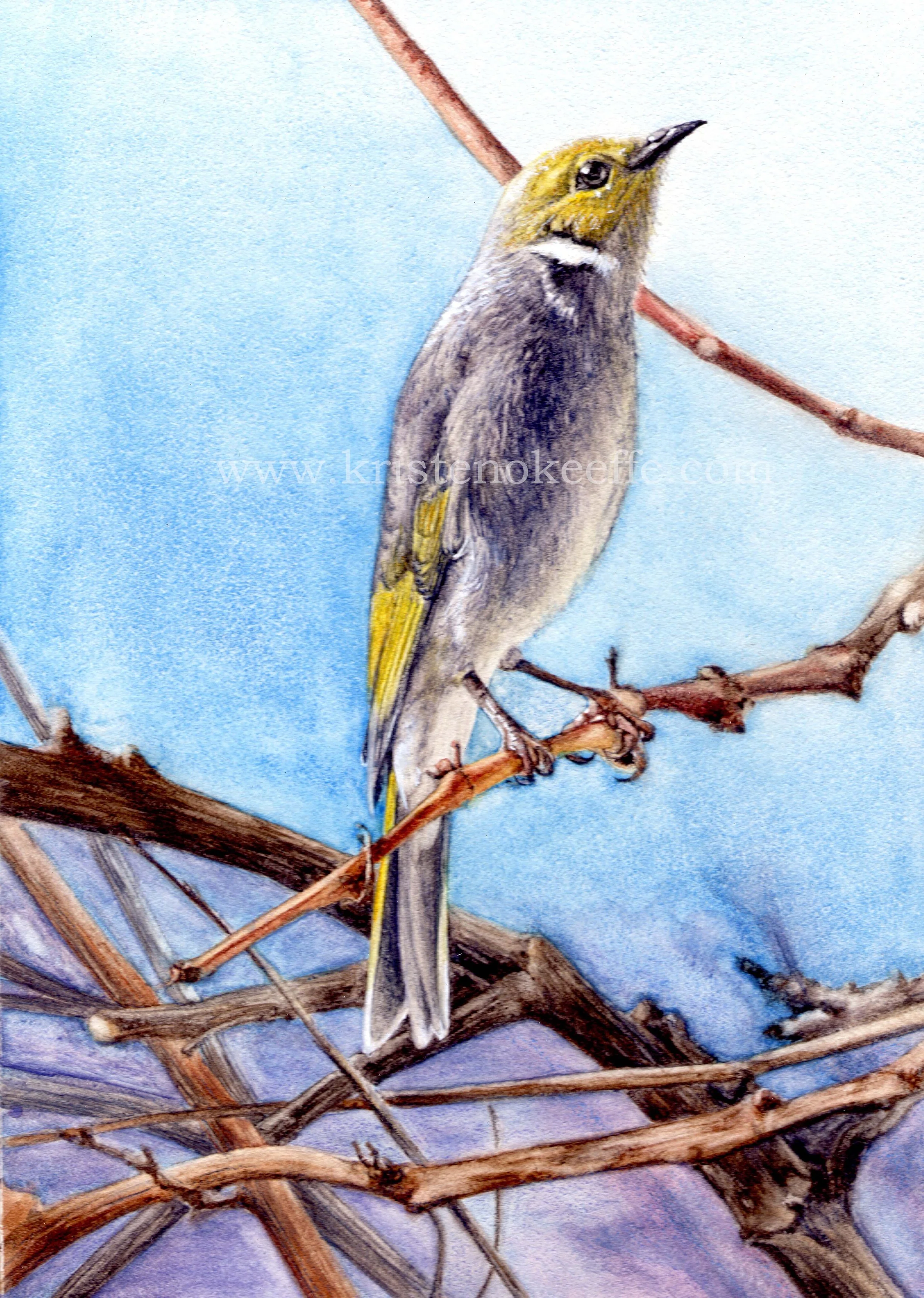 White Plumed Honeyeater 