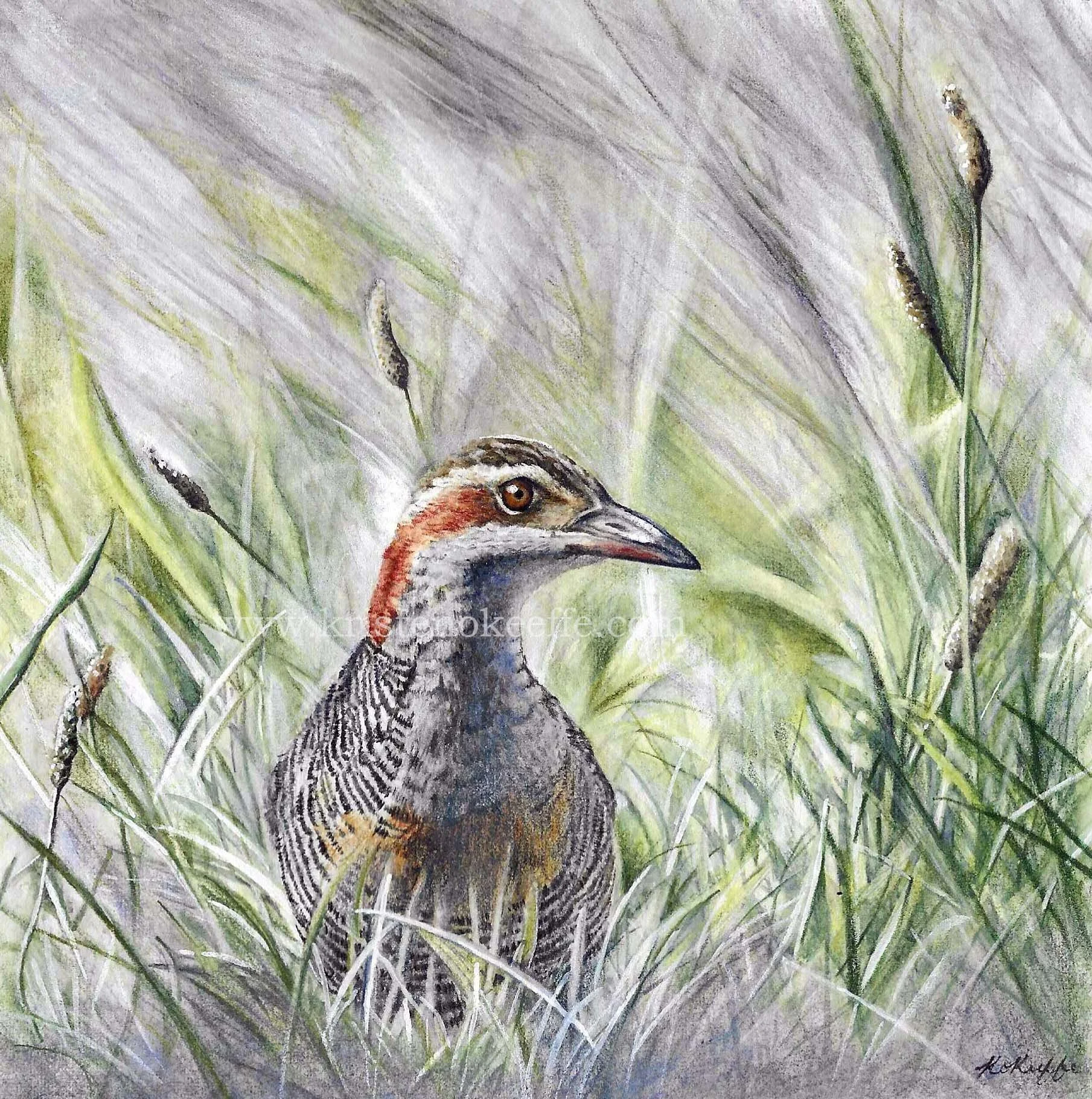 Buff Banded Rail in the Grass