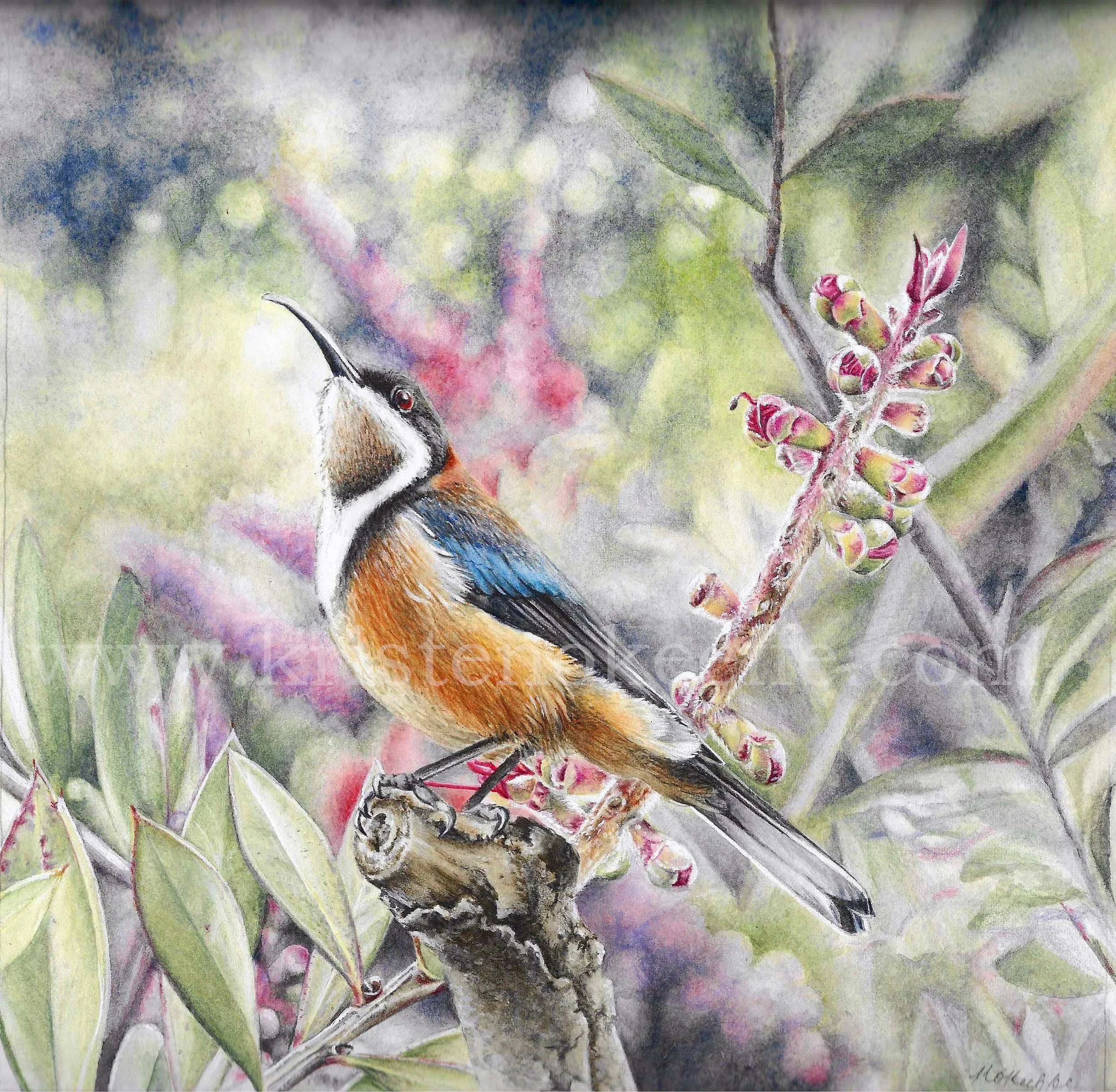 Eastern Spinebill