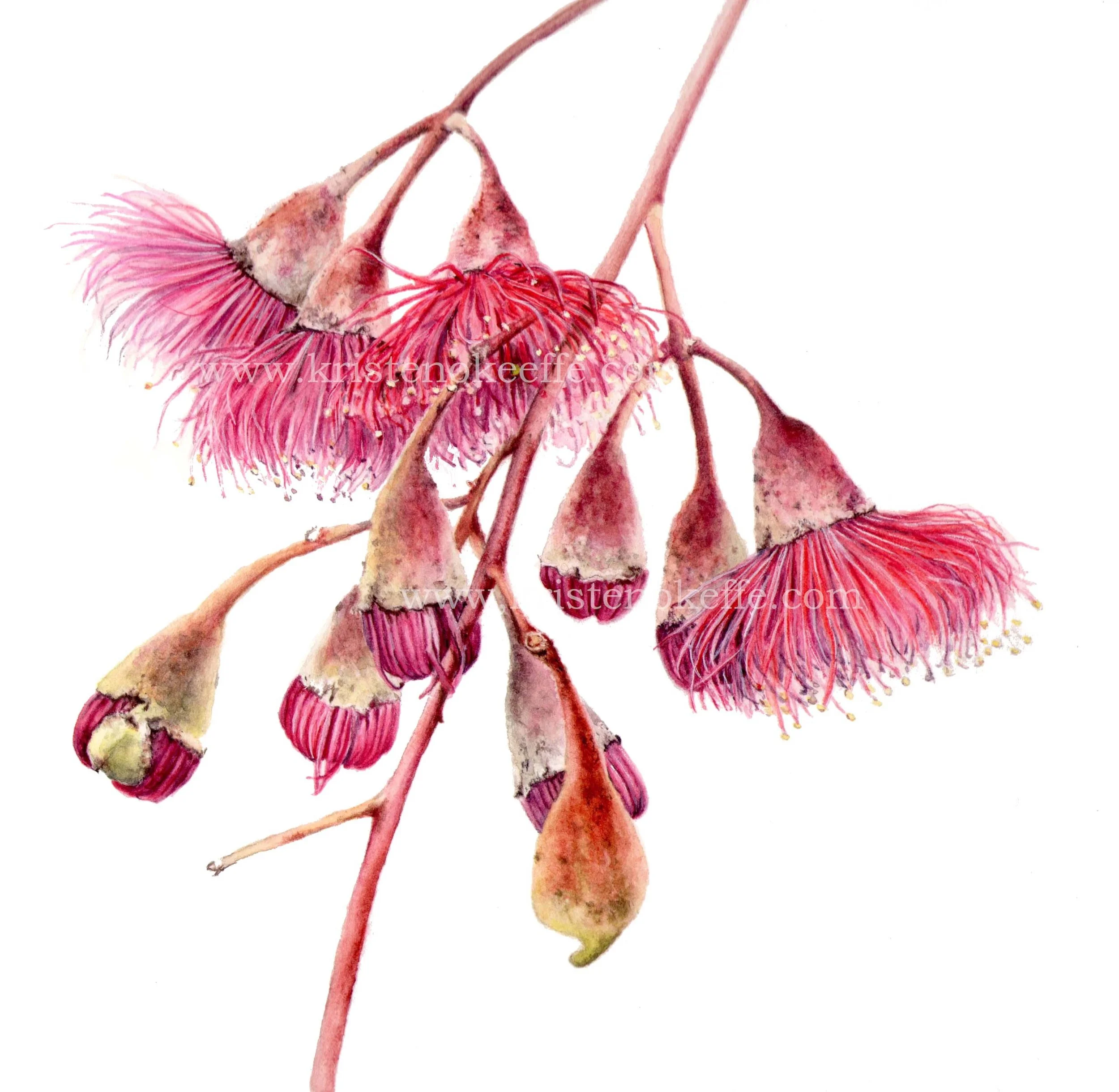 Eucalyptus leucoxylon blossum