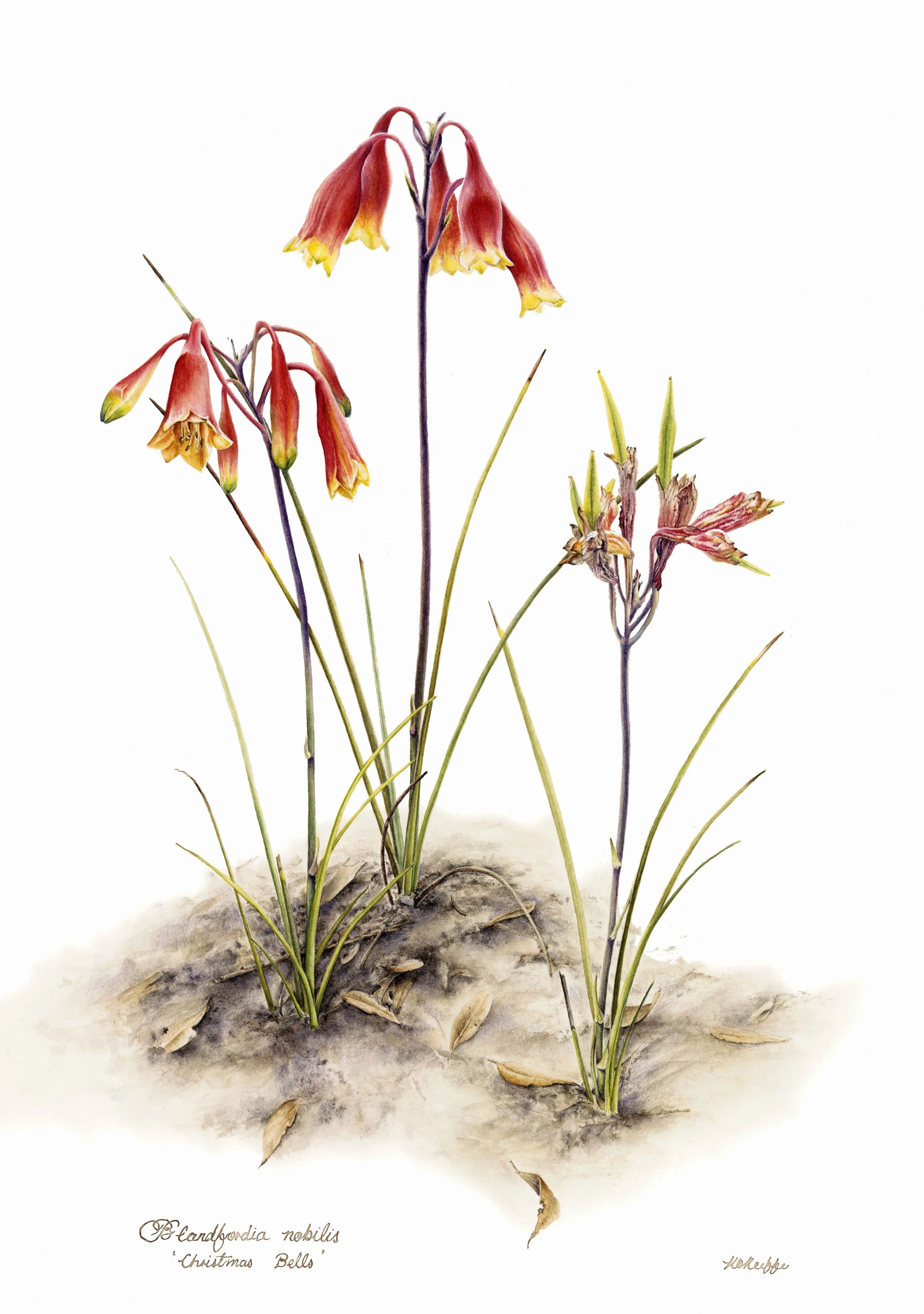 Blandfordia nobilis (SOLD)