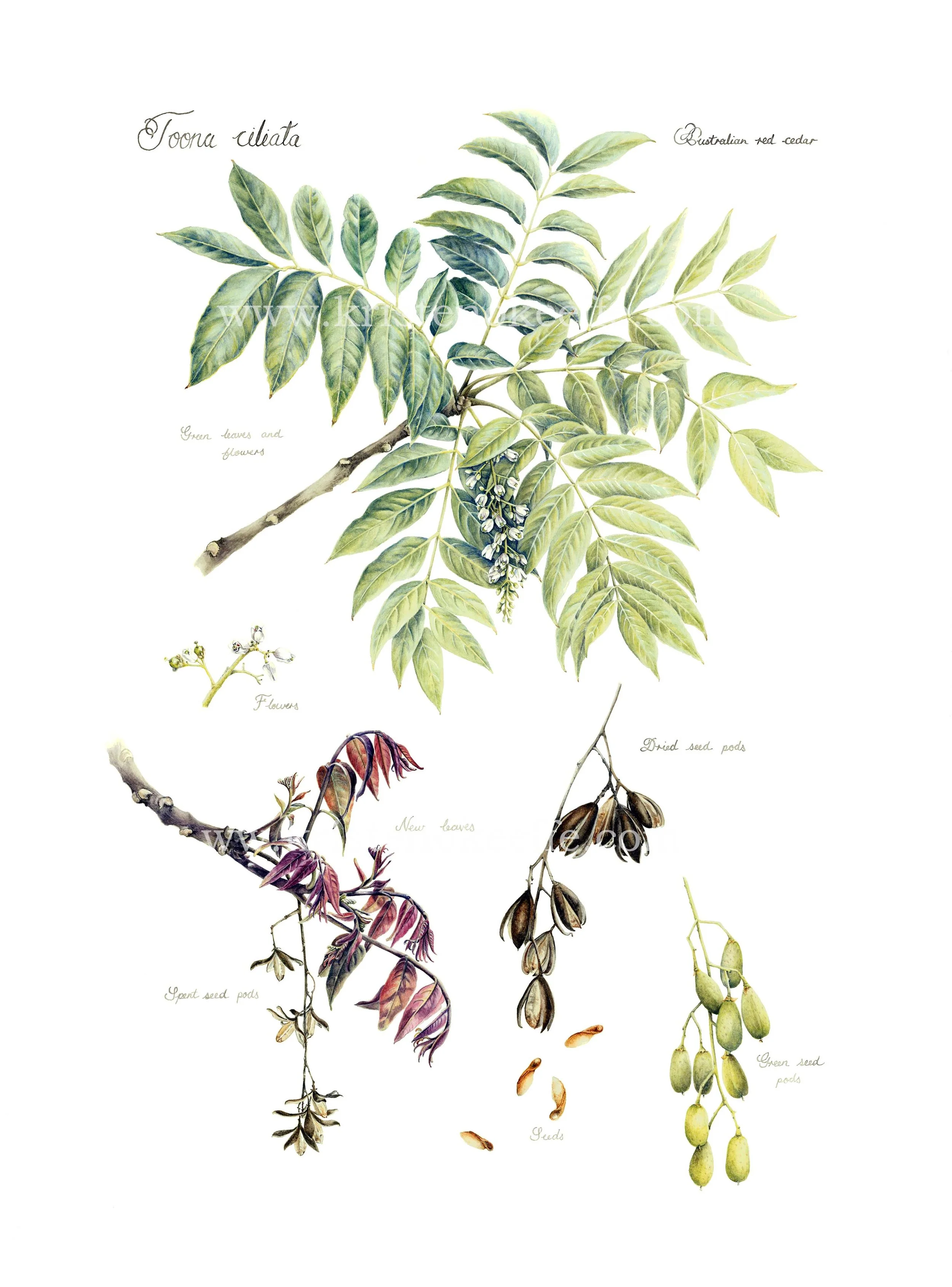 Toona ciliata, Australian Red Cedar (SOLD)