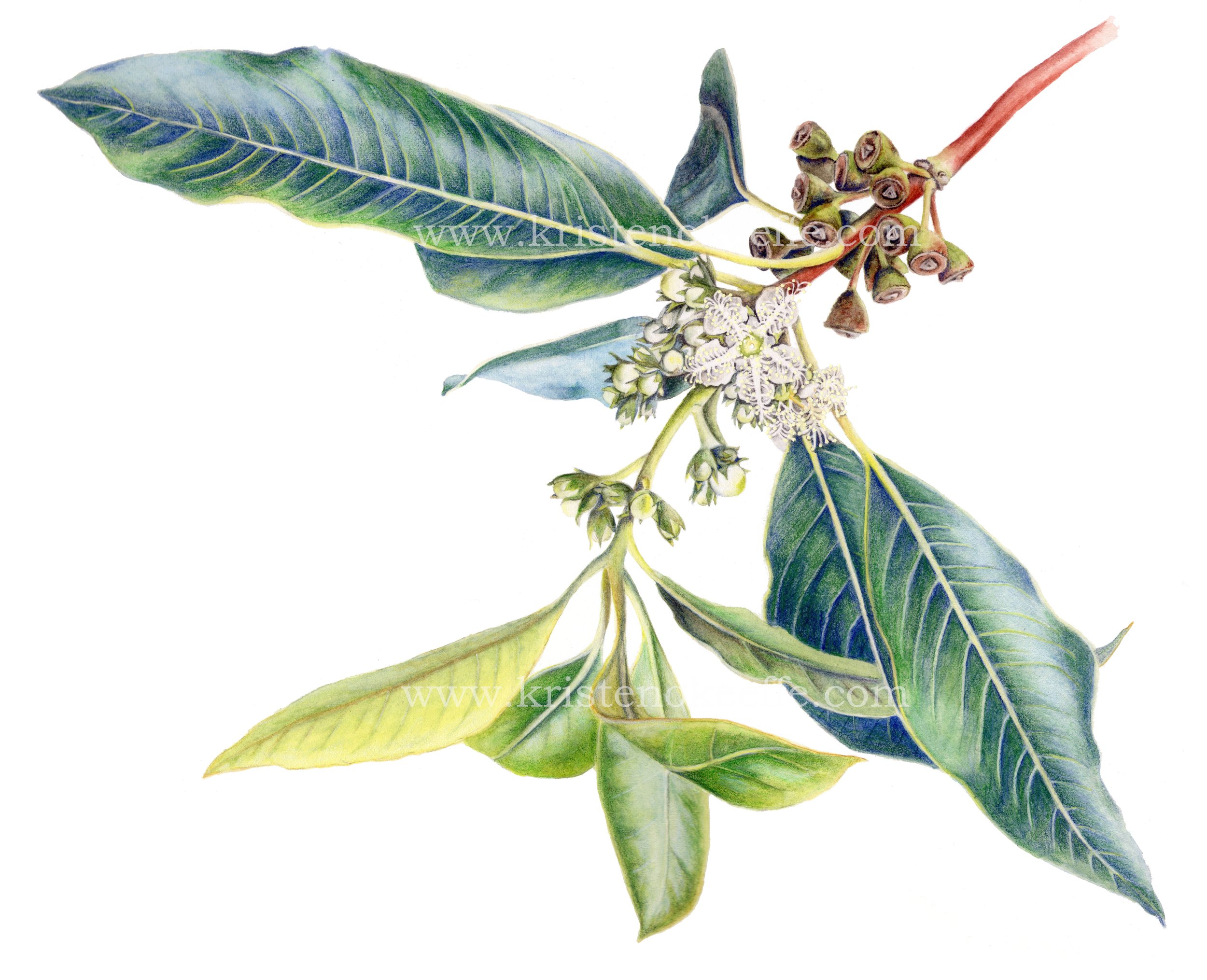 Lophostemon confertus