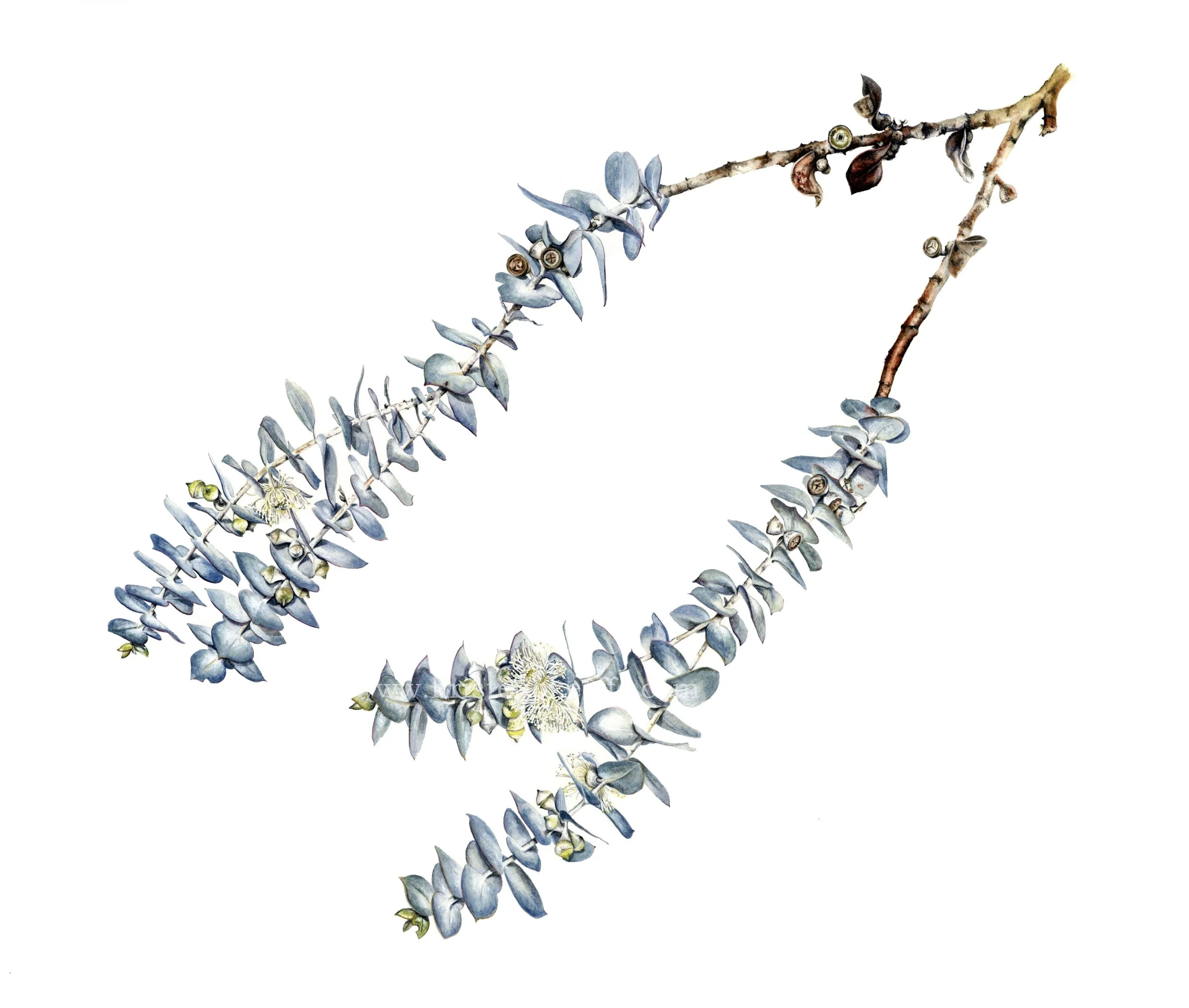 Eucalyptus kruseana