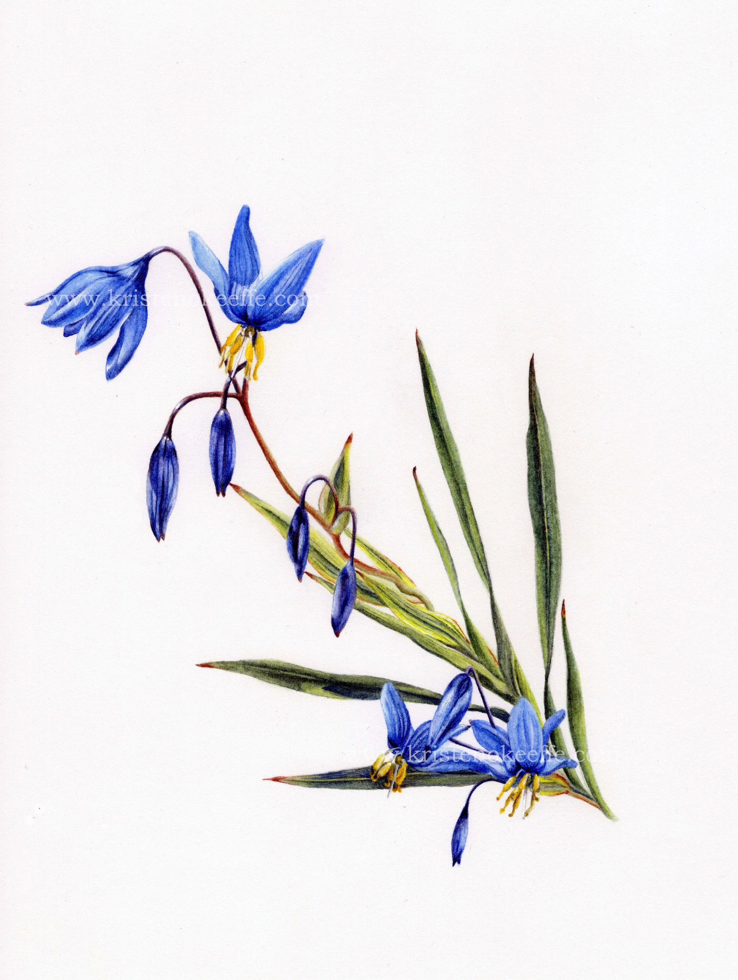 Stypandra glauca