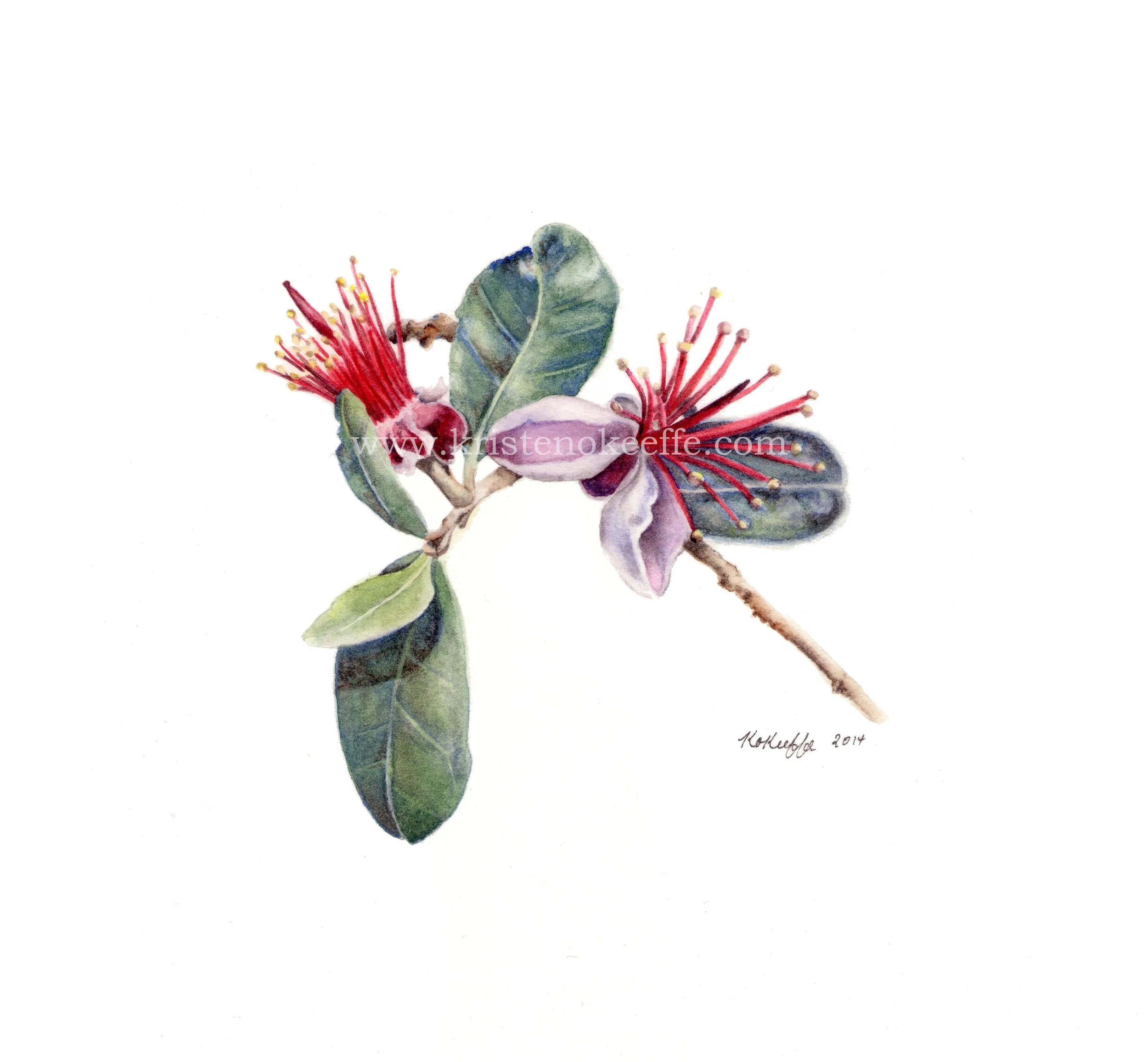 Acca sellowiana