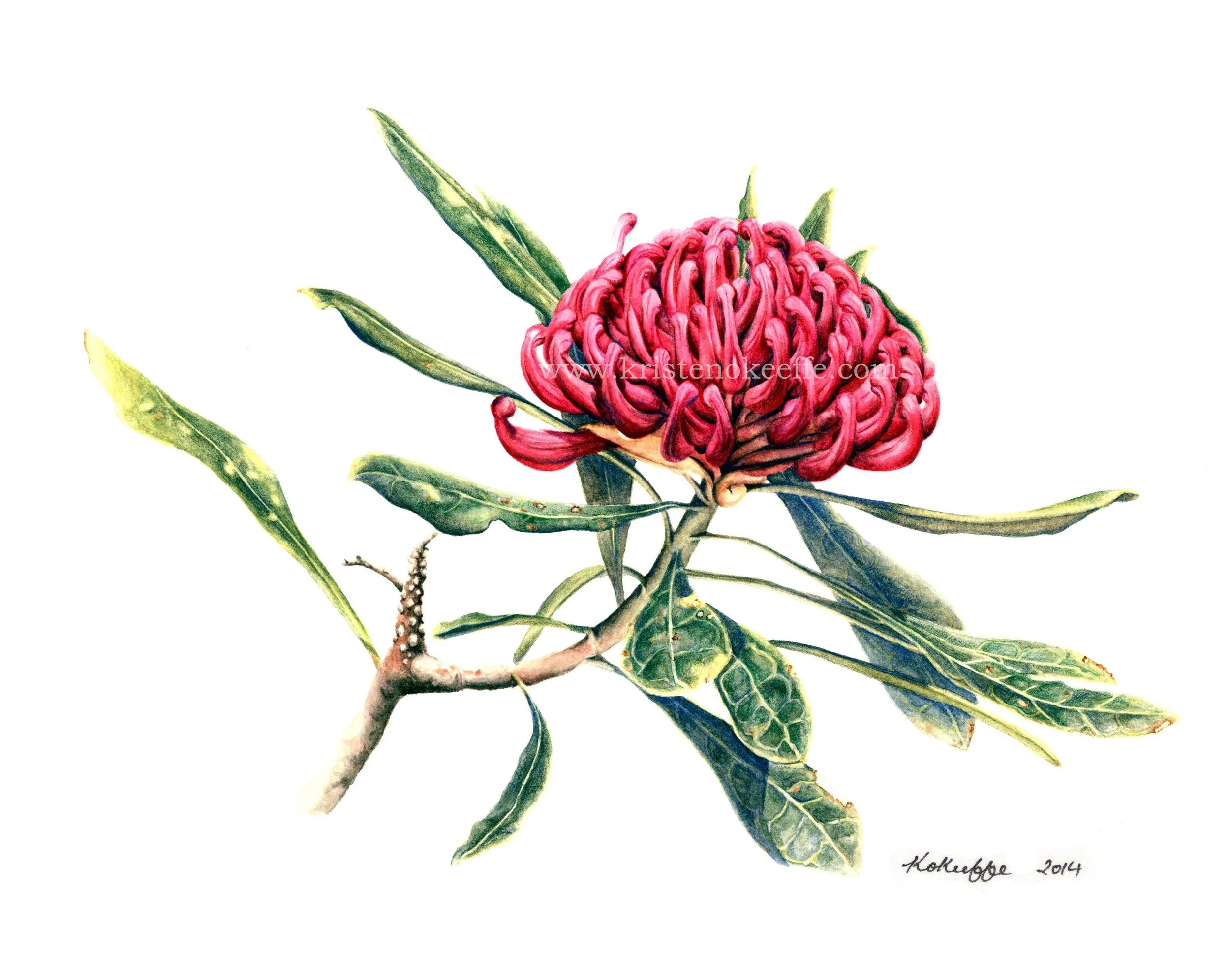 Telopea speciosissima