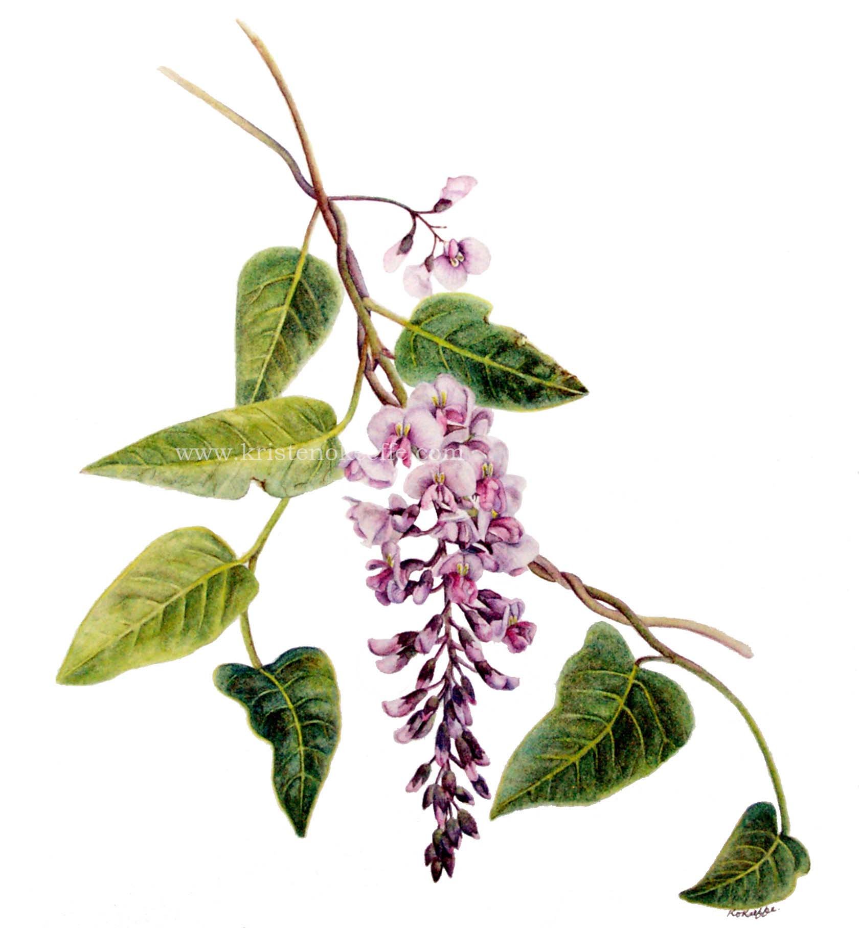 Hardenbergia violacea rosea